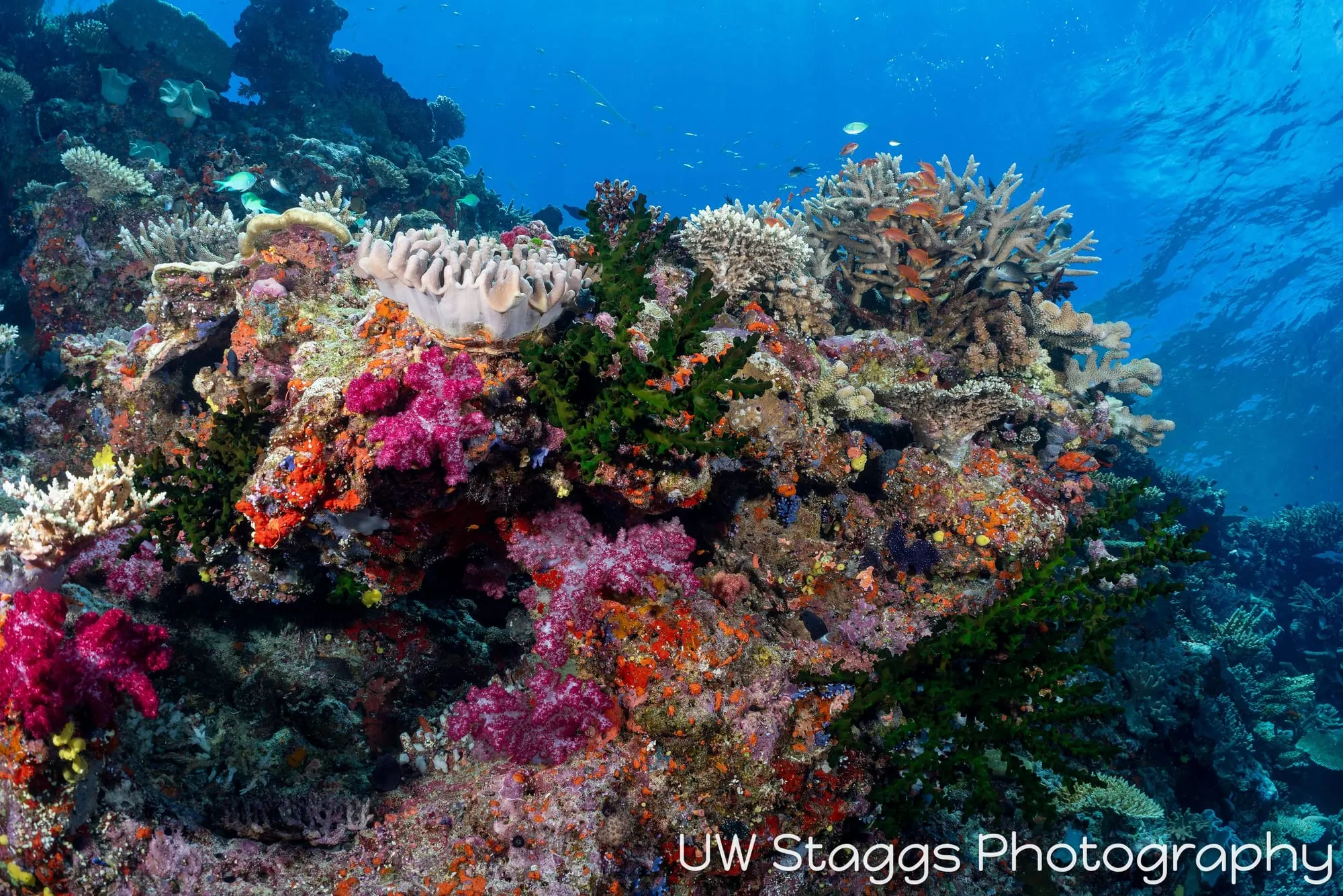 Coral Atoll — Bligh Waters, Fiji