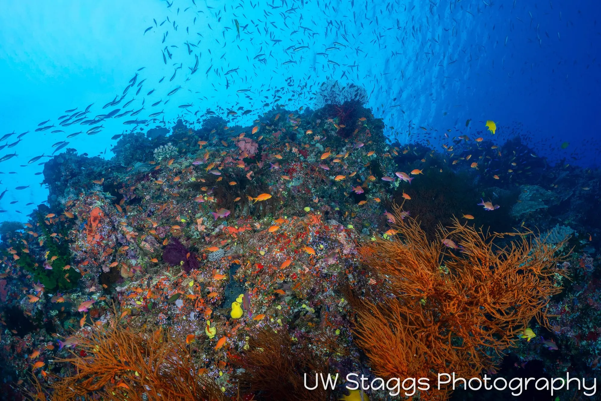 Coral Atoll — Bligh Waters, Fiji