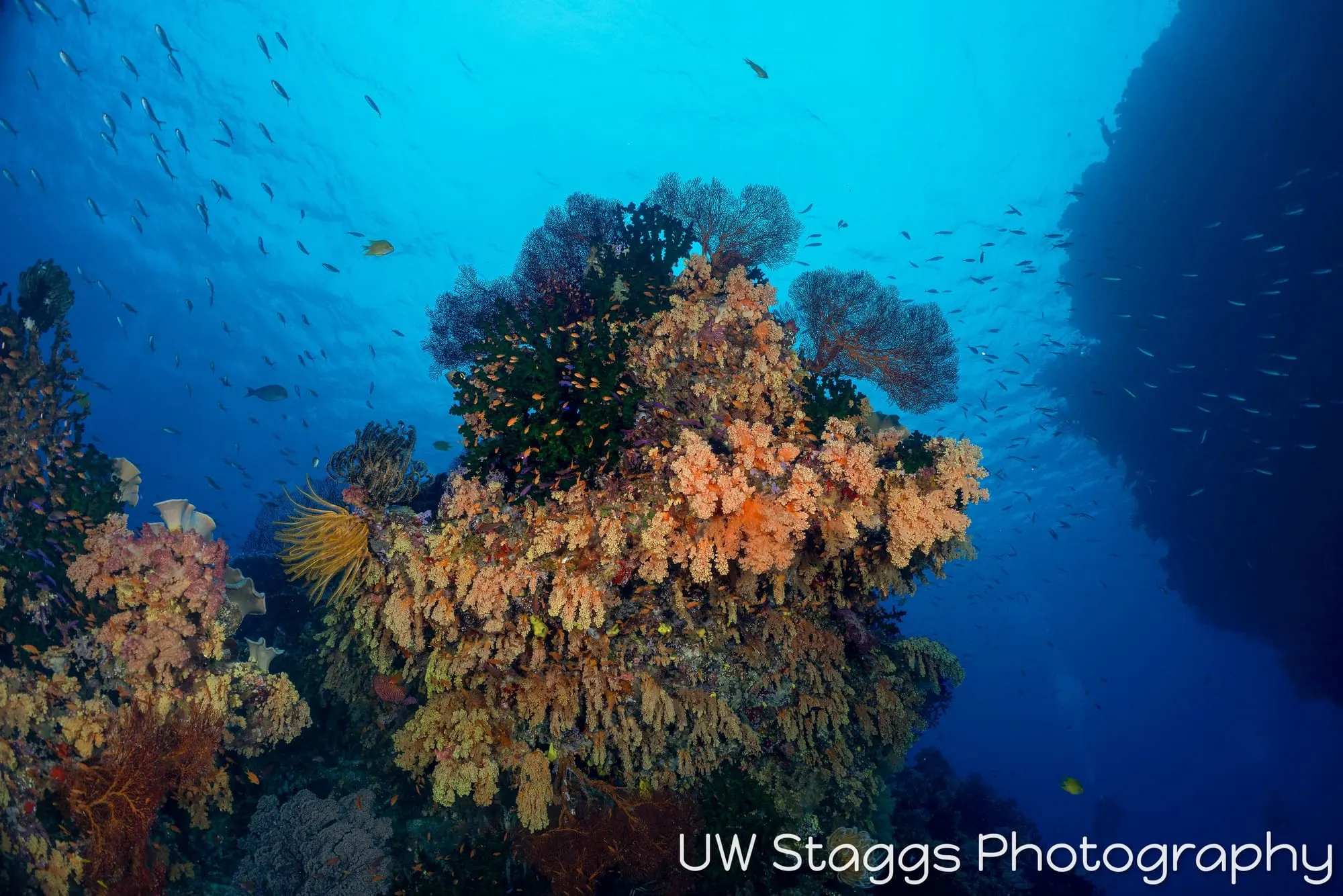 Coral Atoll — Bligh Waters, Fiji