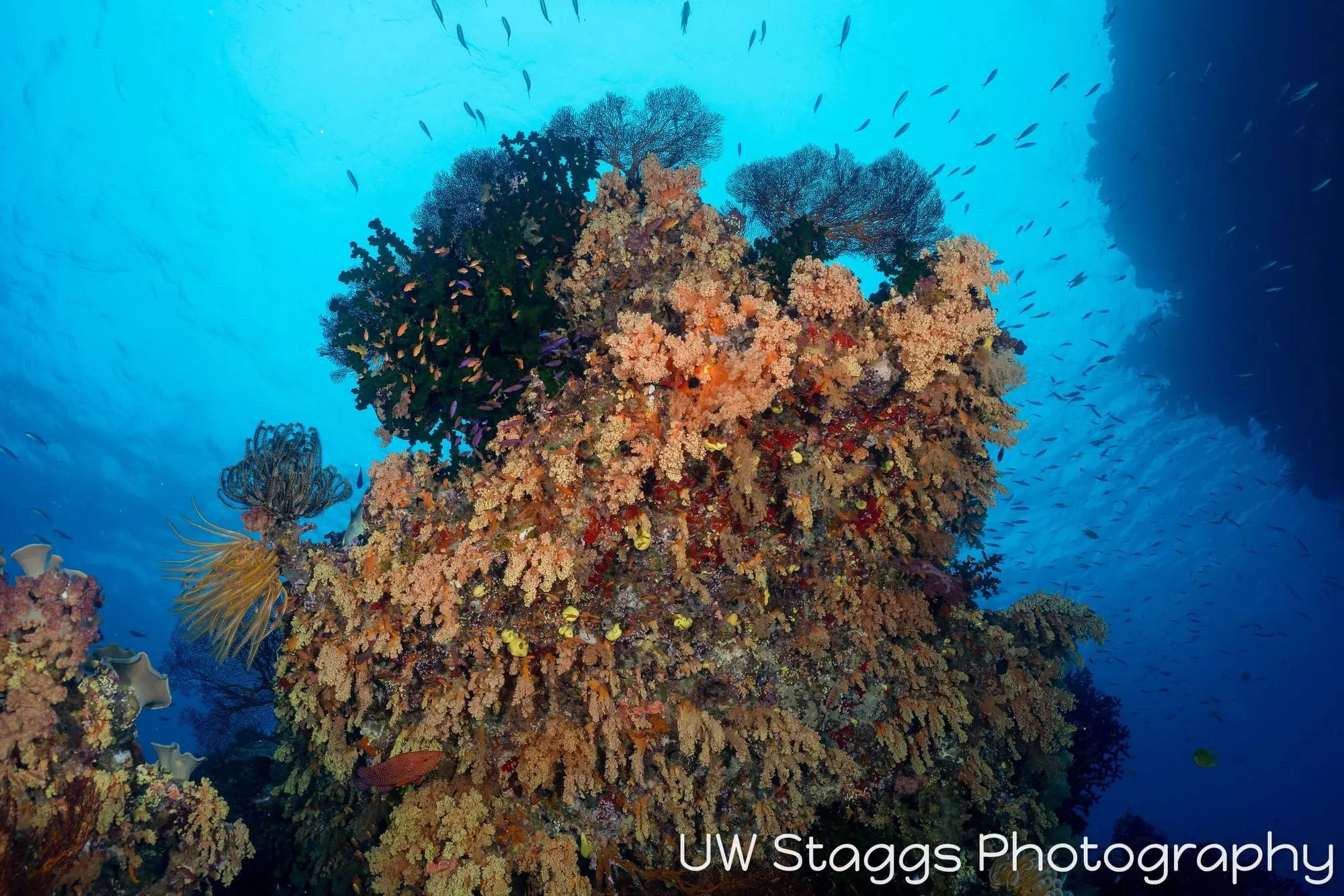 Coral Atoll — Bligh Waters, Fiji