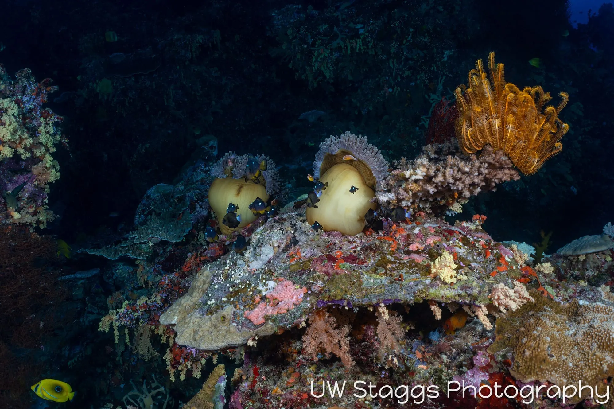 Coral Atoll — Bligh Waters, Fiji