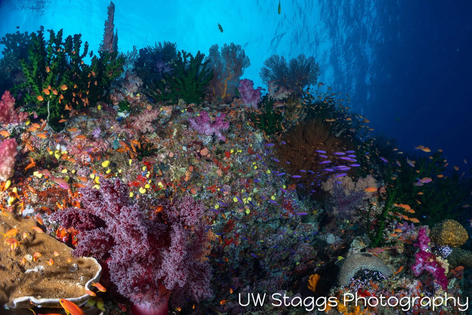 Coral Atoll — Bligh Waters, Fiji