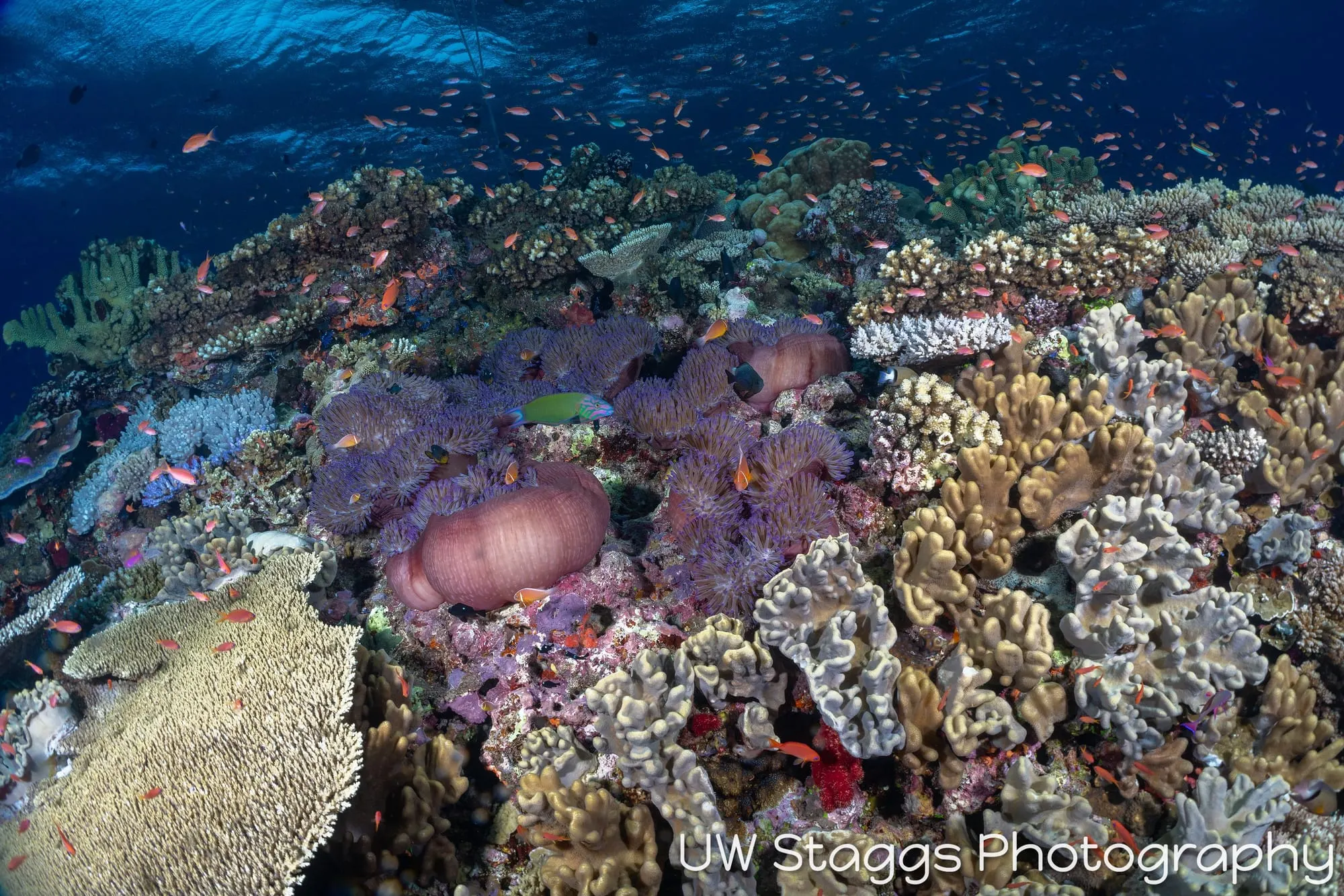 Reef Scene — Bligh Waters, Fiji