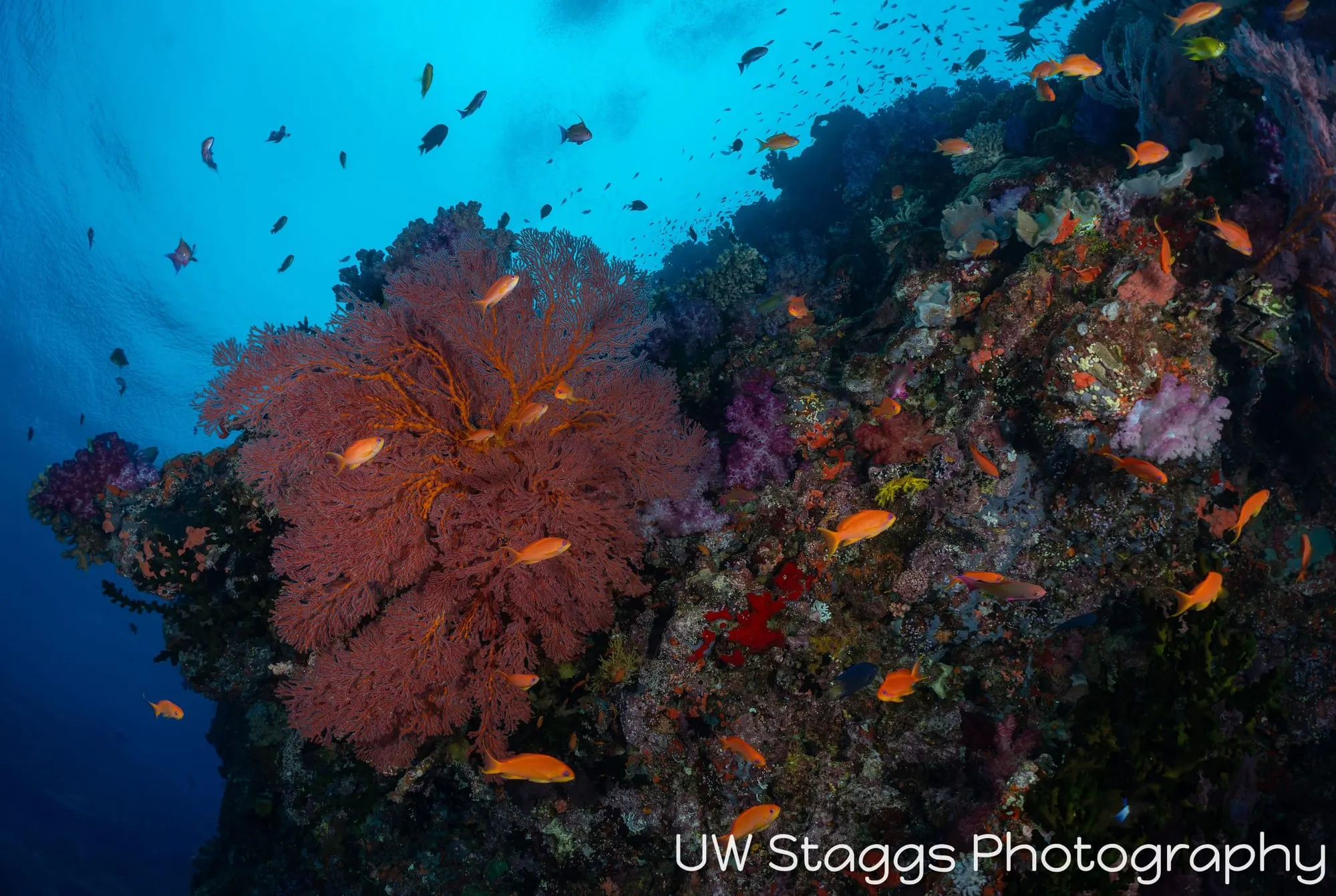 Coral Atoll — Bligh Waters, Fiji