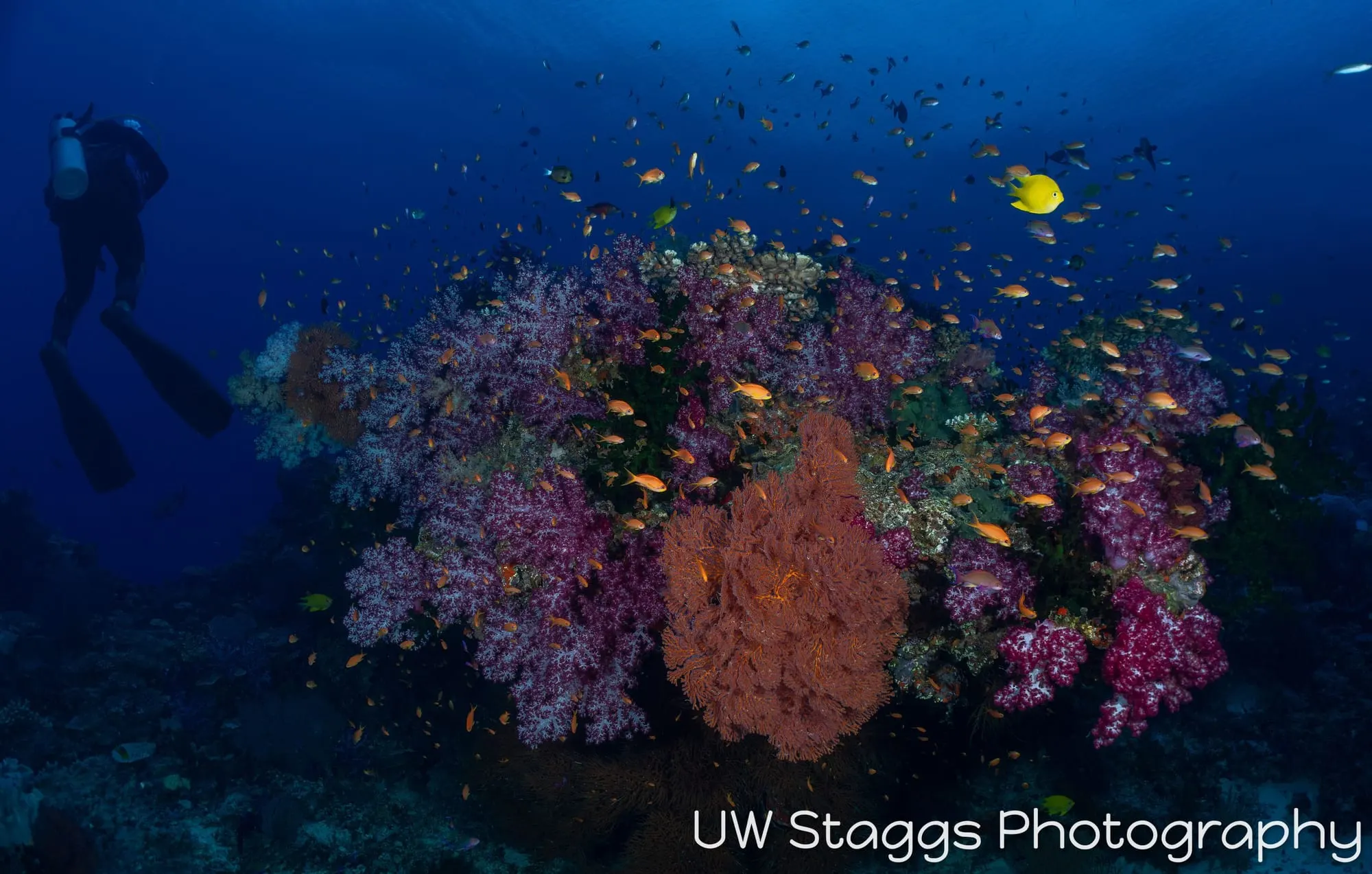 Coral Atoll — Bligh Waters, Fiji