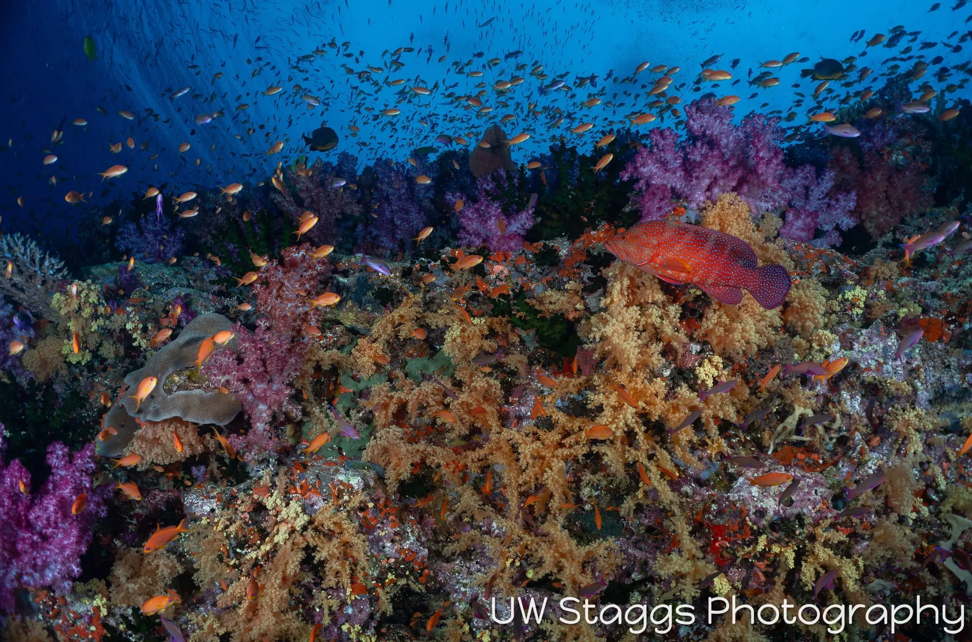 Coral Atoll — Bligh Waters, Fiji