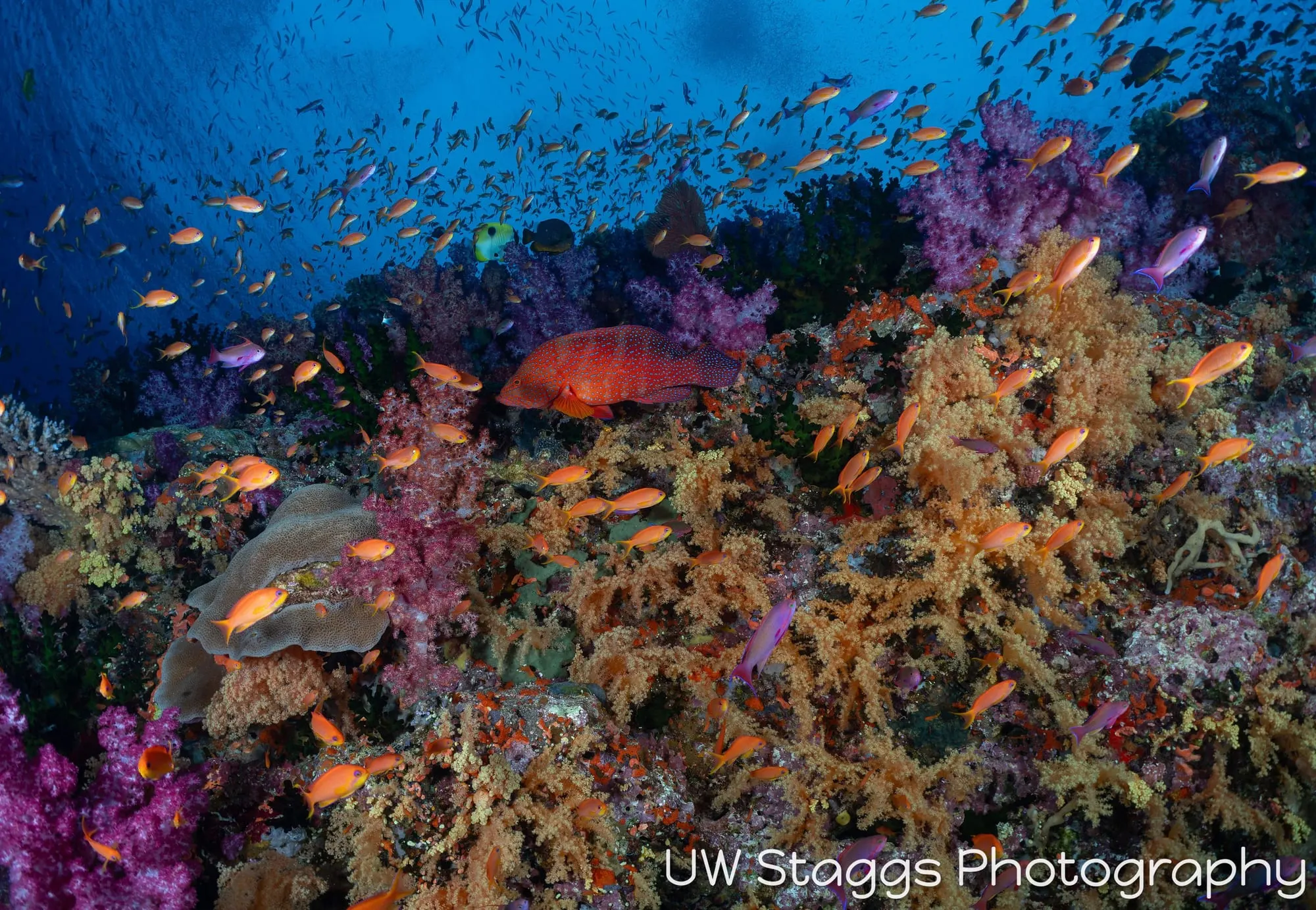 Coral Atoll — Bligh Waters, Fiji