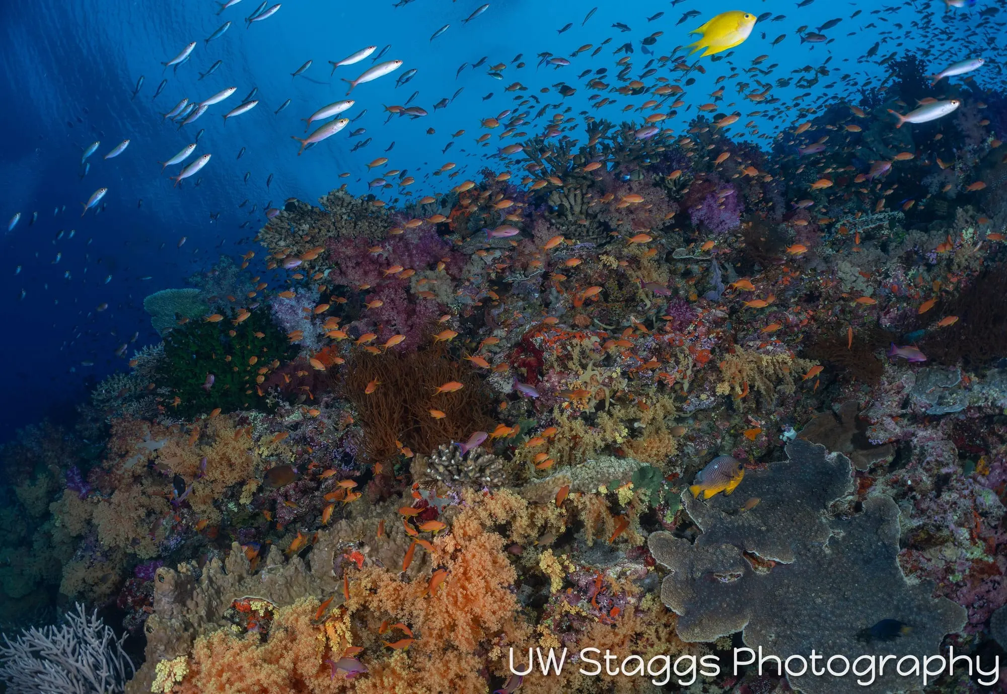 Coral Atoll — Bligh Waters, Fiji