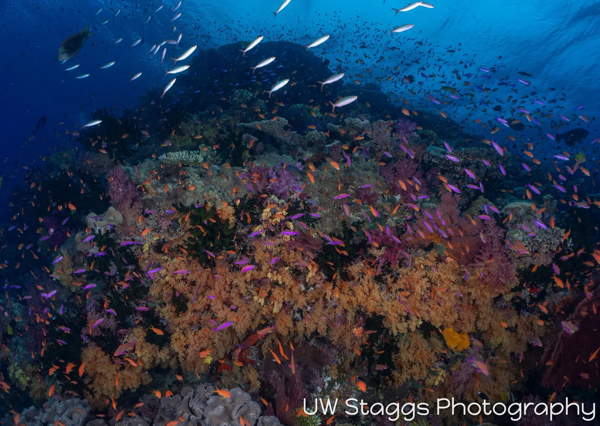 Coral Atoll — Bligh Waters, Fiji