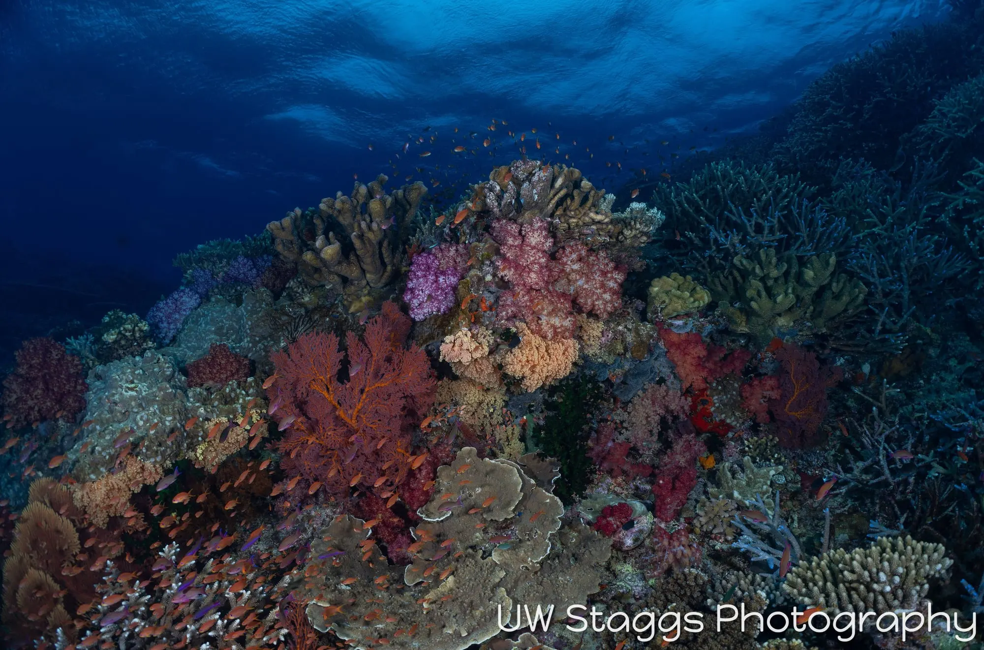 Coral Atoll — Bligh Waters, Fiji