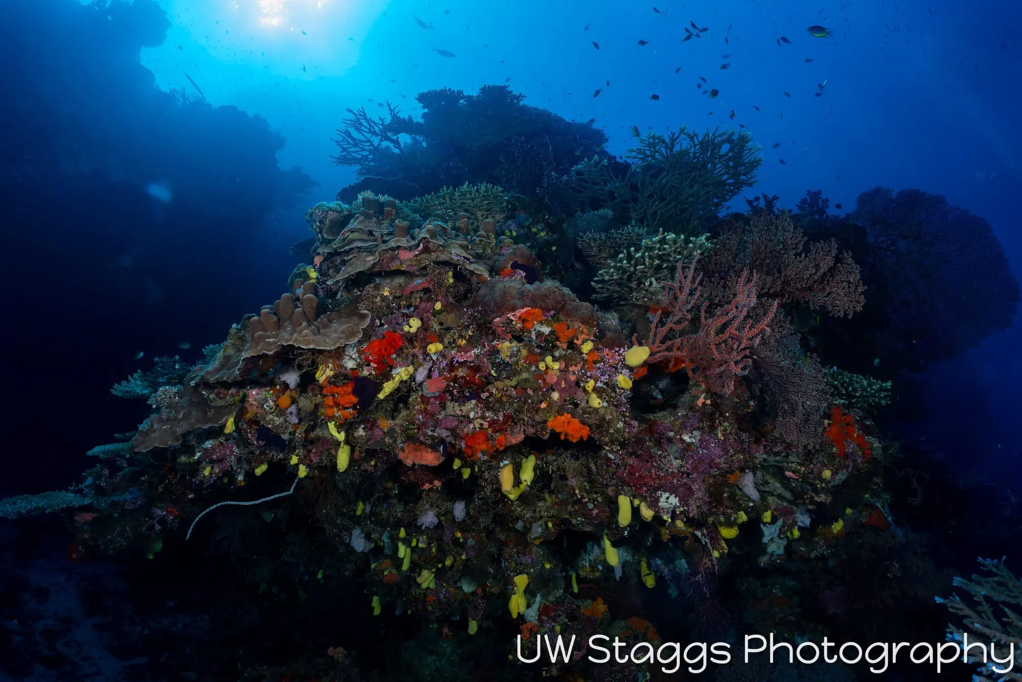 Coral Atoll — Bligh Waters, Fiji