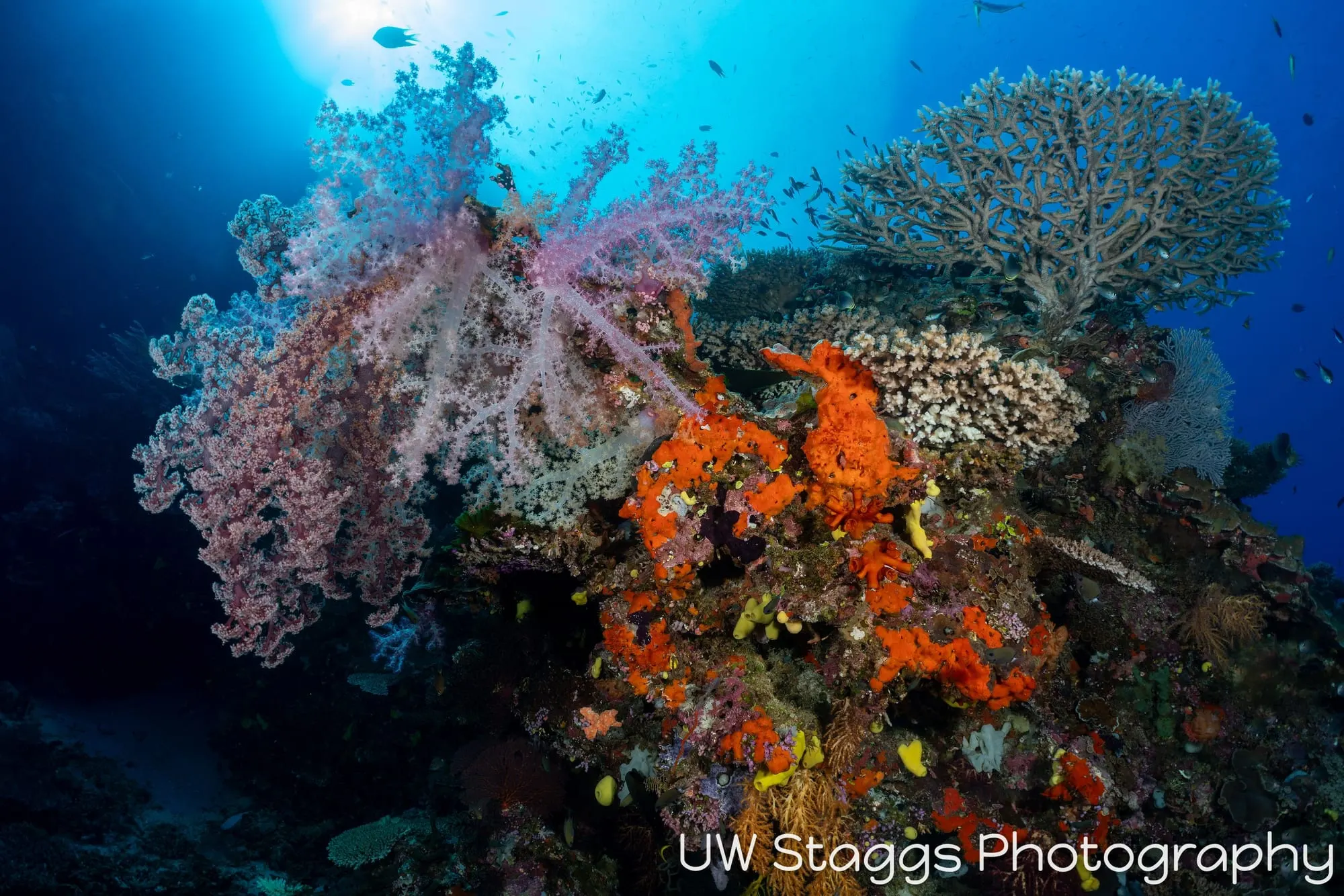 Coral Atoll — Bligh Waters, Fiji