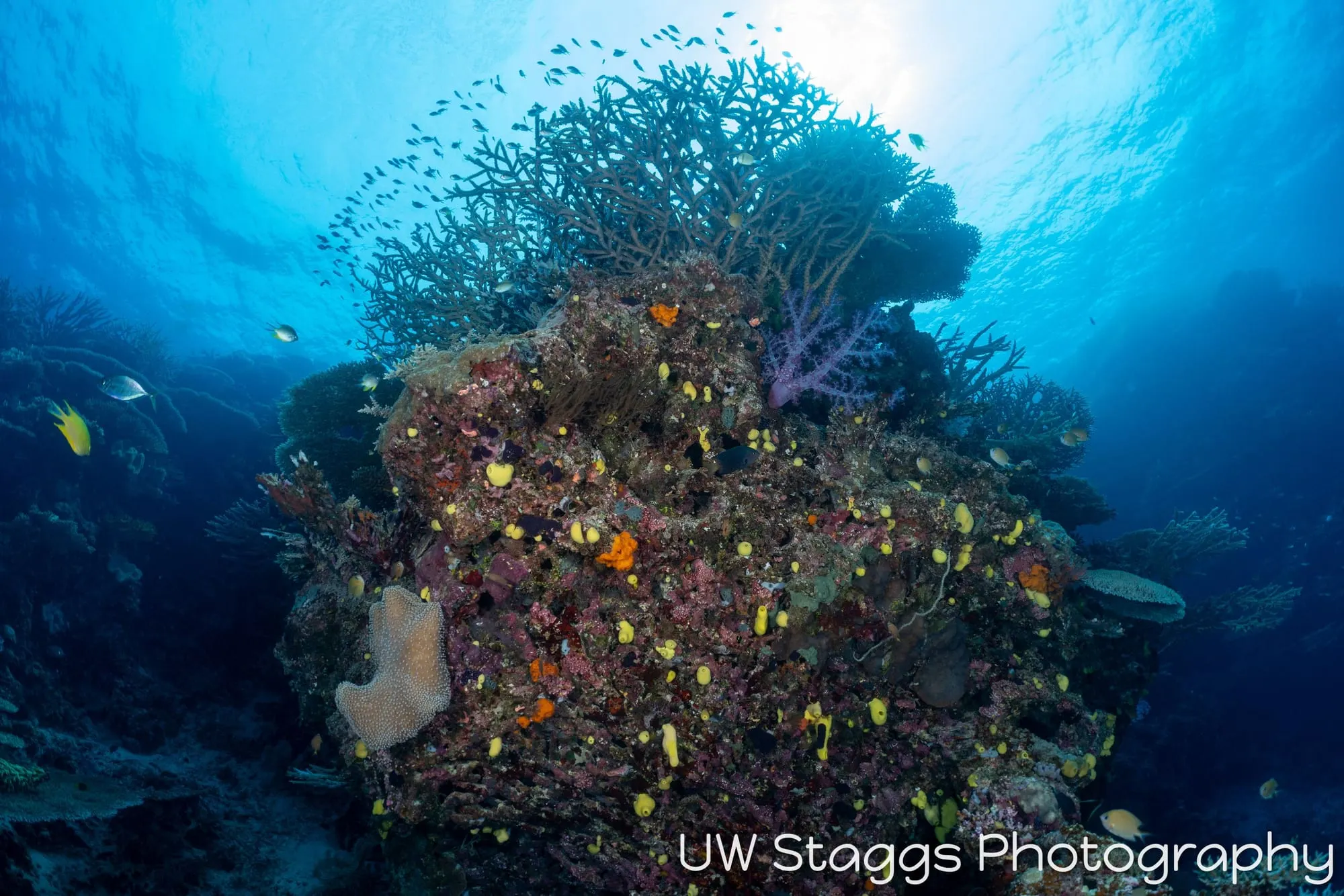 Coral Atoll — Bligh Waters, Fiji