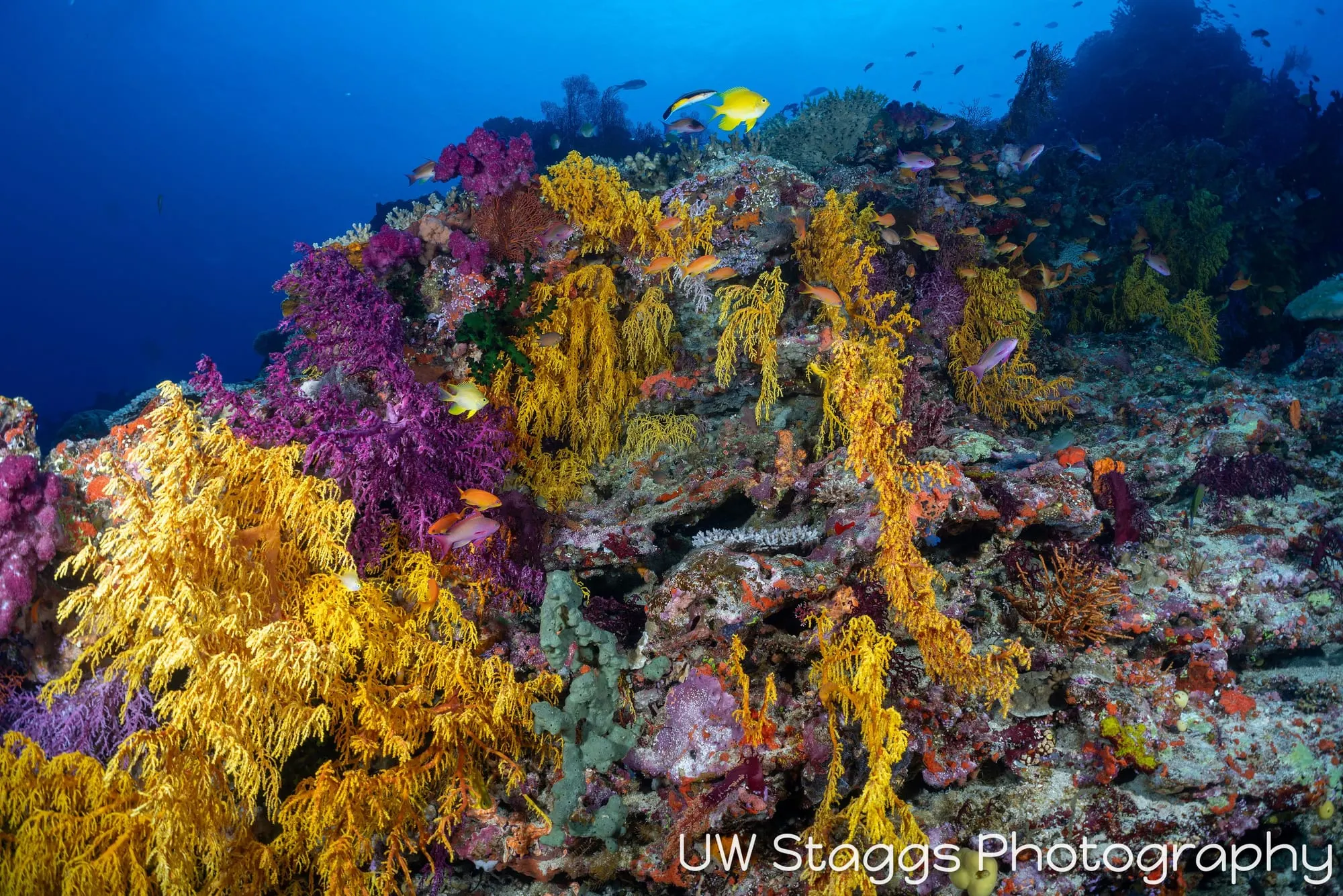 Coral Atoll — Bligh Waters, Fiji