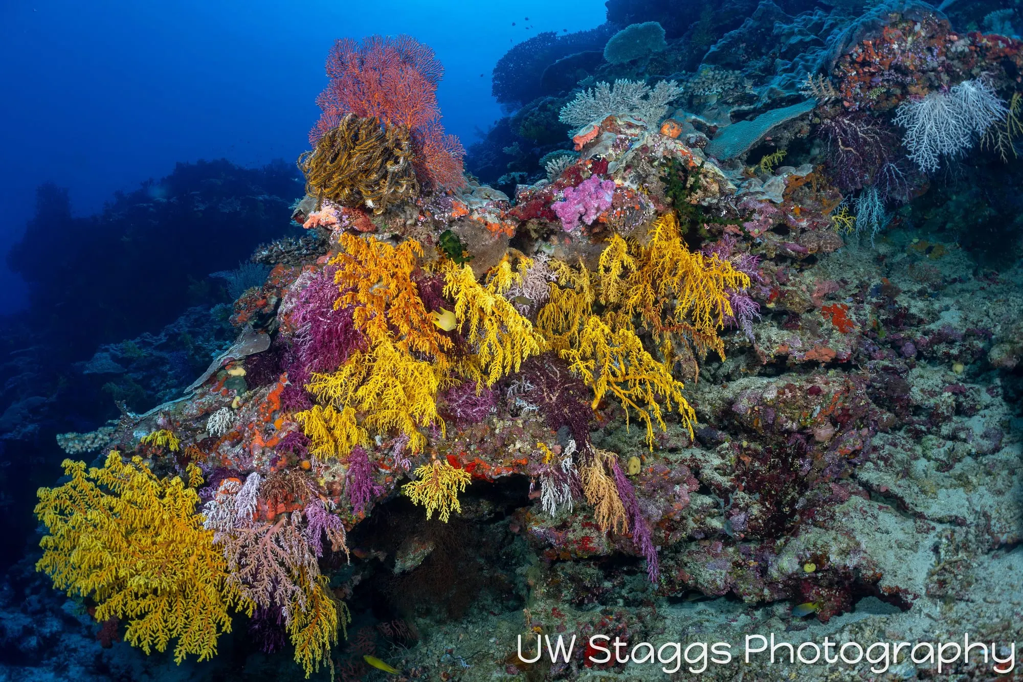 Coral Atoll — Bligh Waters, Fiji