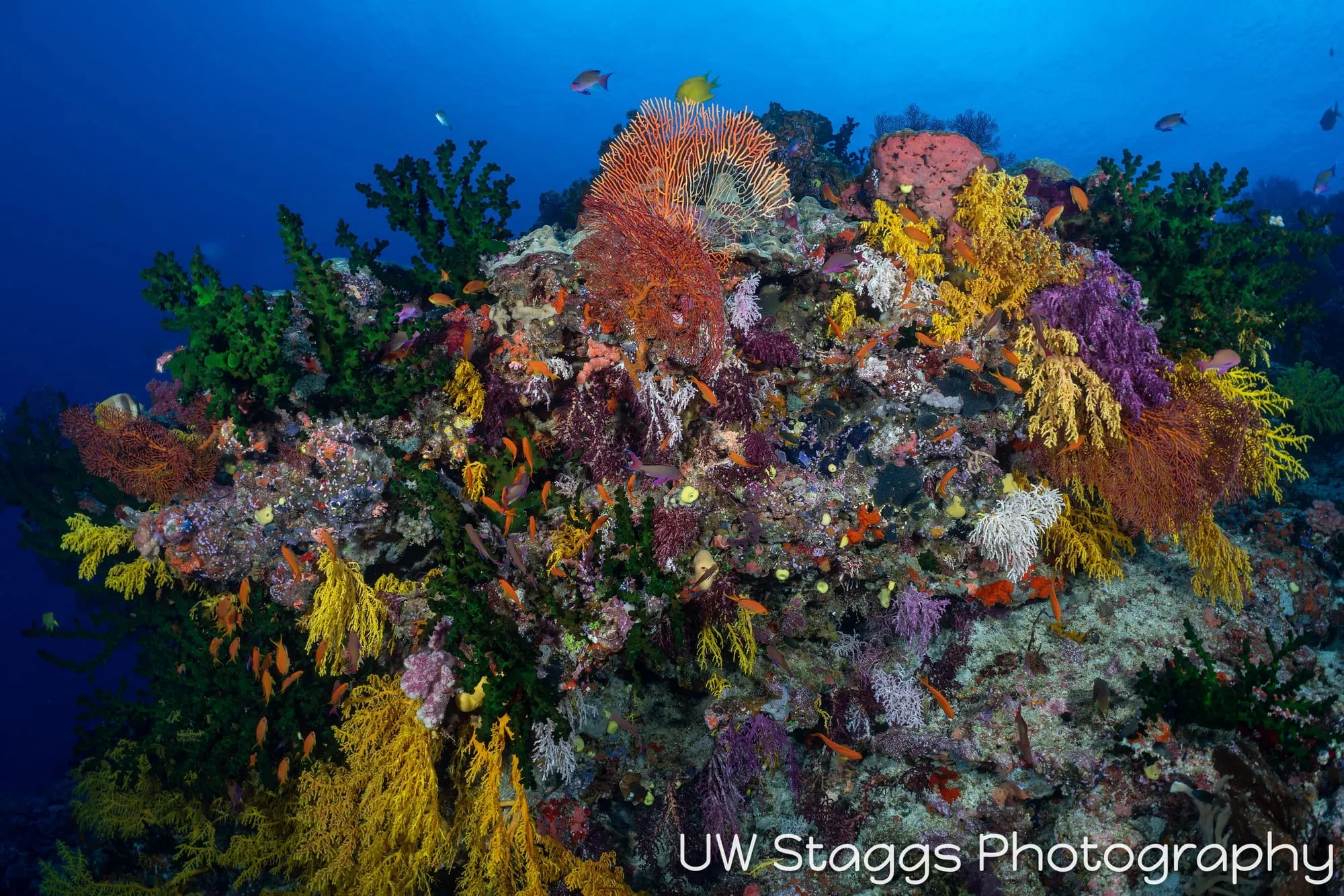Coral Atoll — Bligh Waters, Fiji