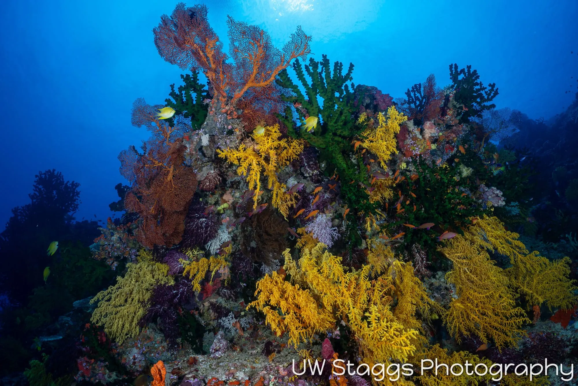 Coral Atoll — Bligh Waters, Fiji