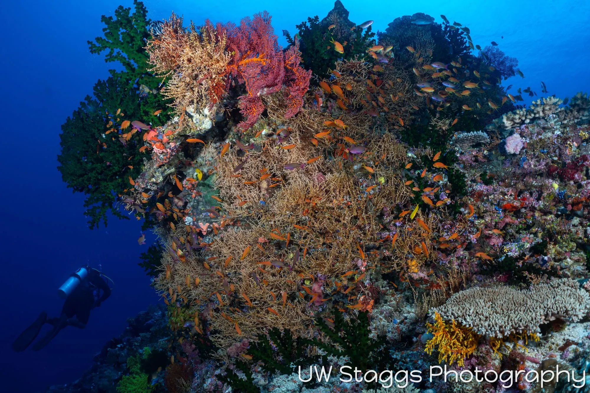 Coral Atoll — Bligh Waters, Fiji