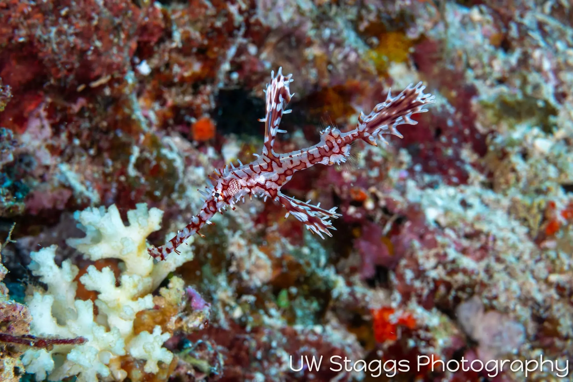 Reef Scene — Bligh Waters, Fiji