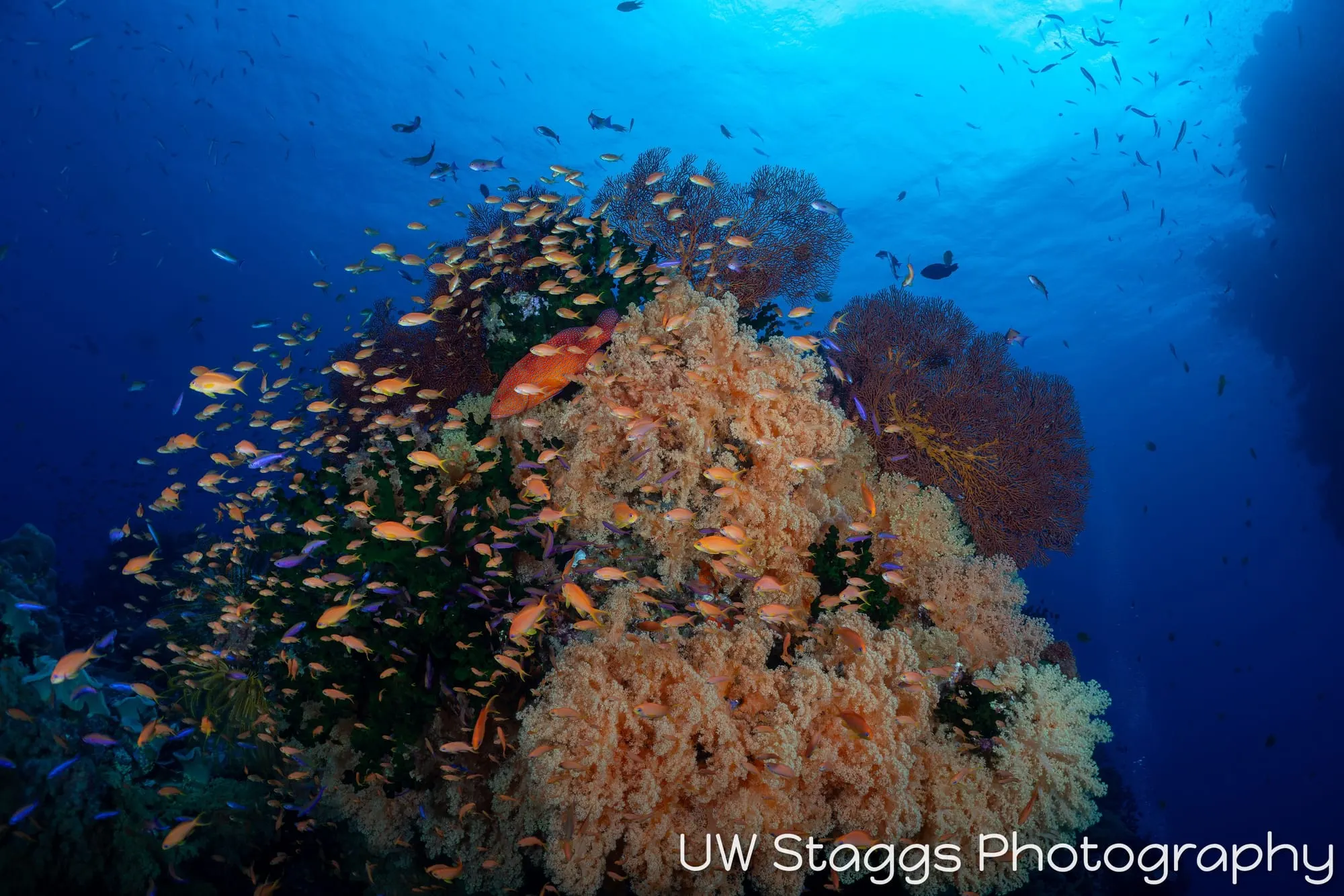 Coral Atoll — Bligh Waters, Fiji