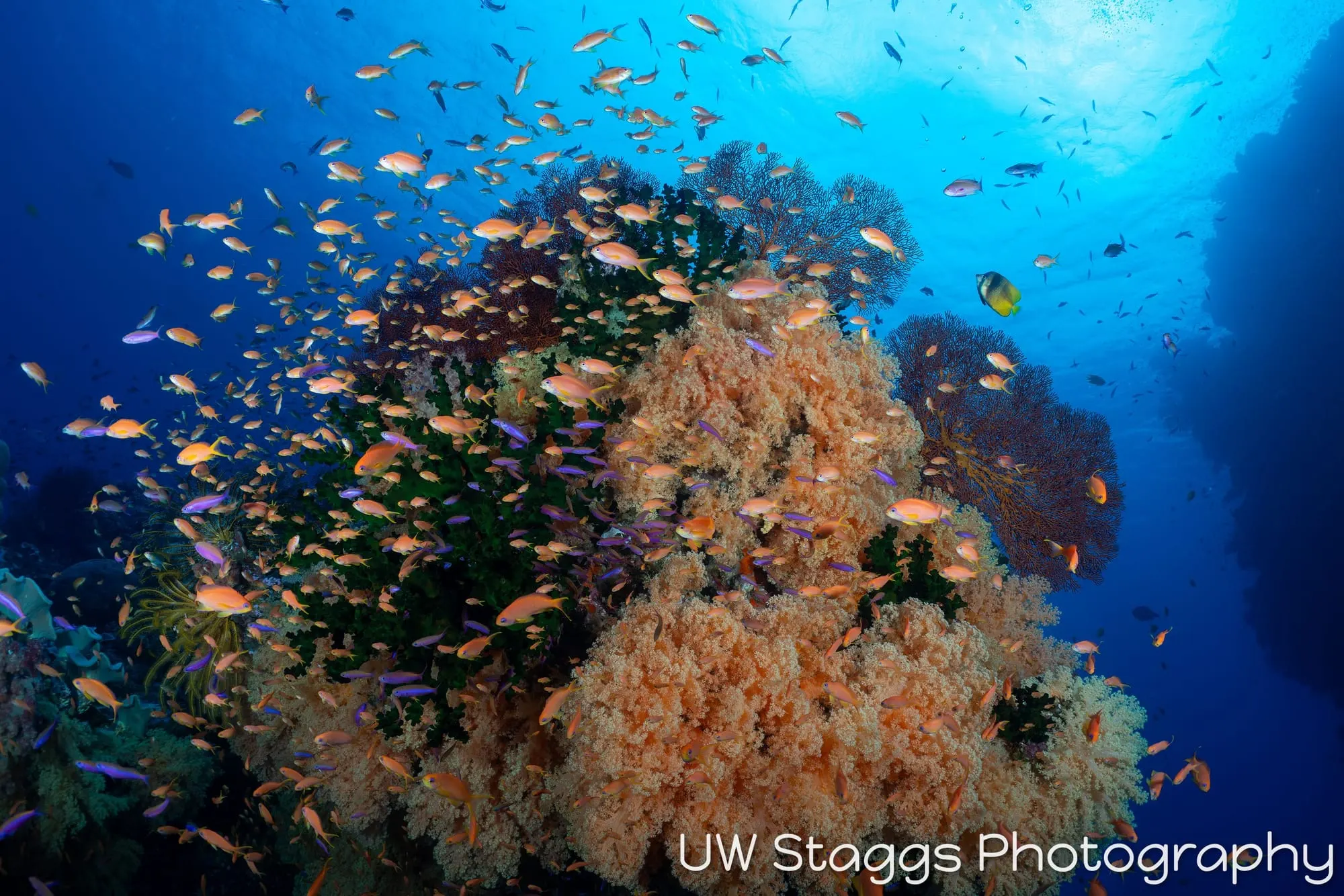 Coral Atoll — Bligh Waters, Fiji