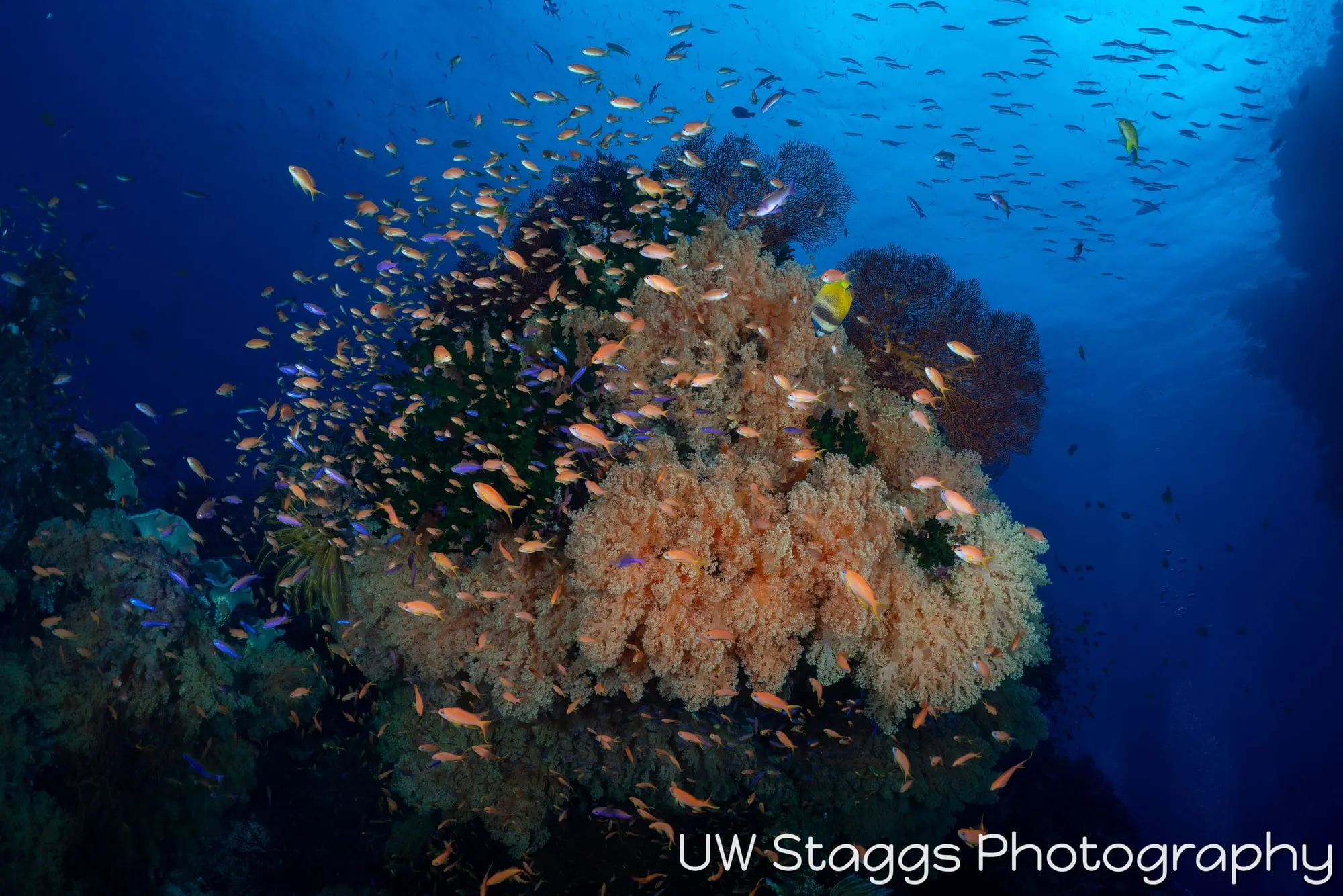 Coral Atoll — Bligh Waters, Fiji