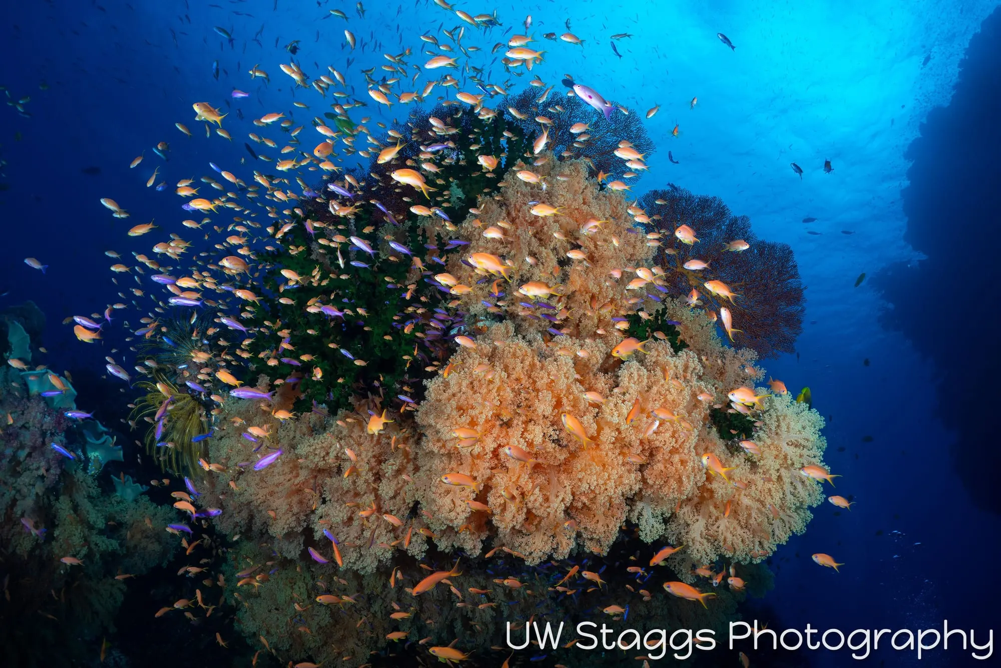 Coral Atoll — Bligh Waters, Fiji