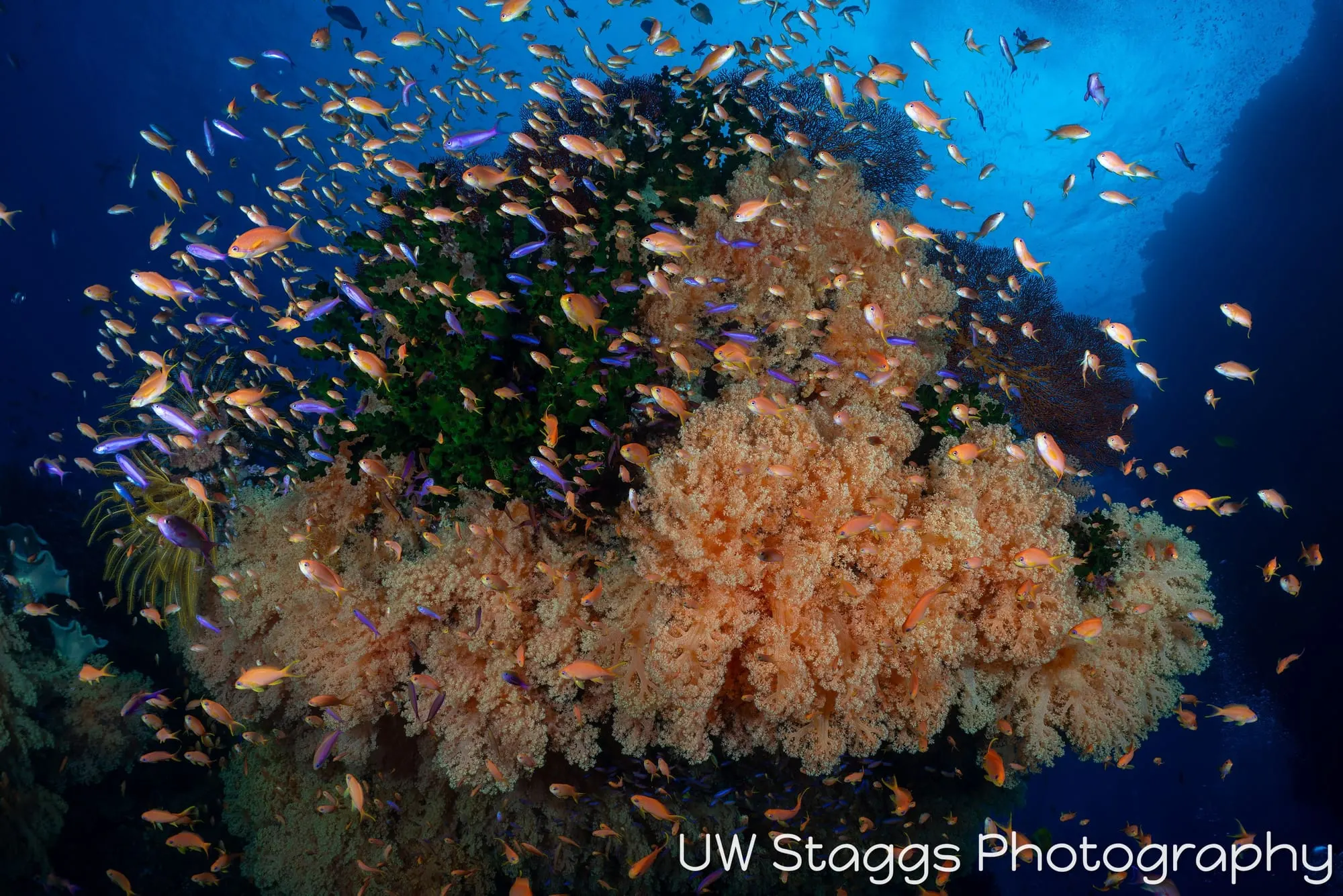 Coral Atoll — Bligh Waters, Fiji