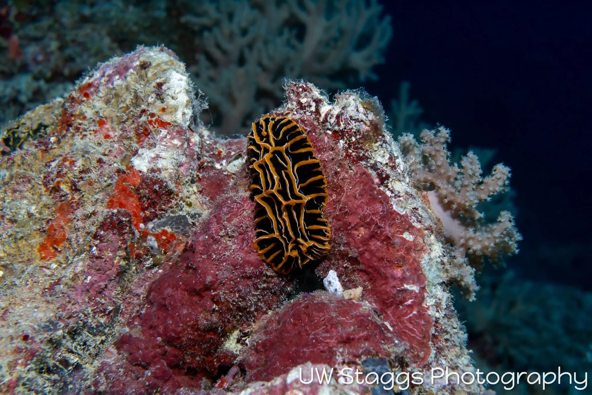 Tunicate — Bligh Waters, Fiji