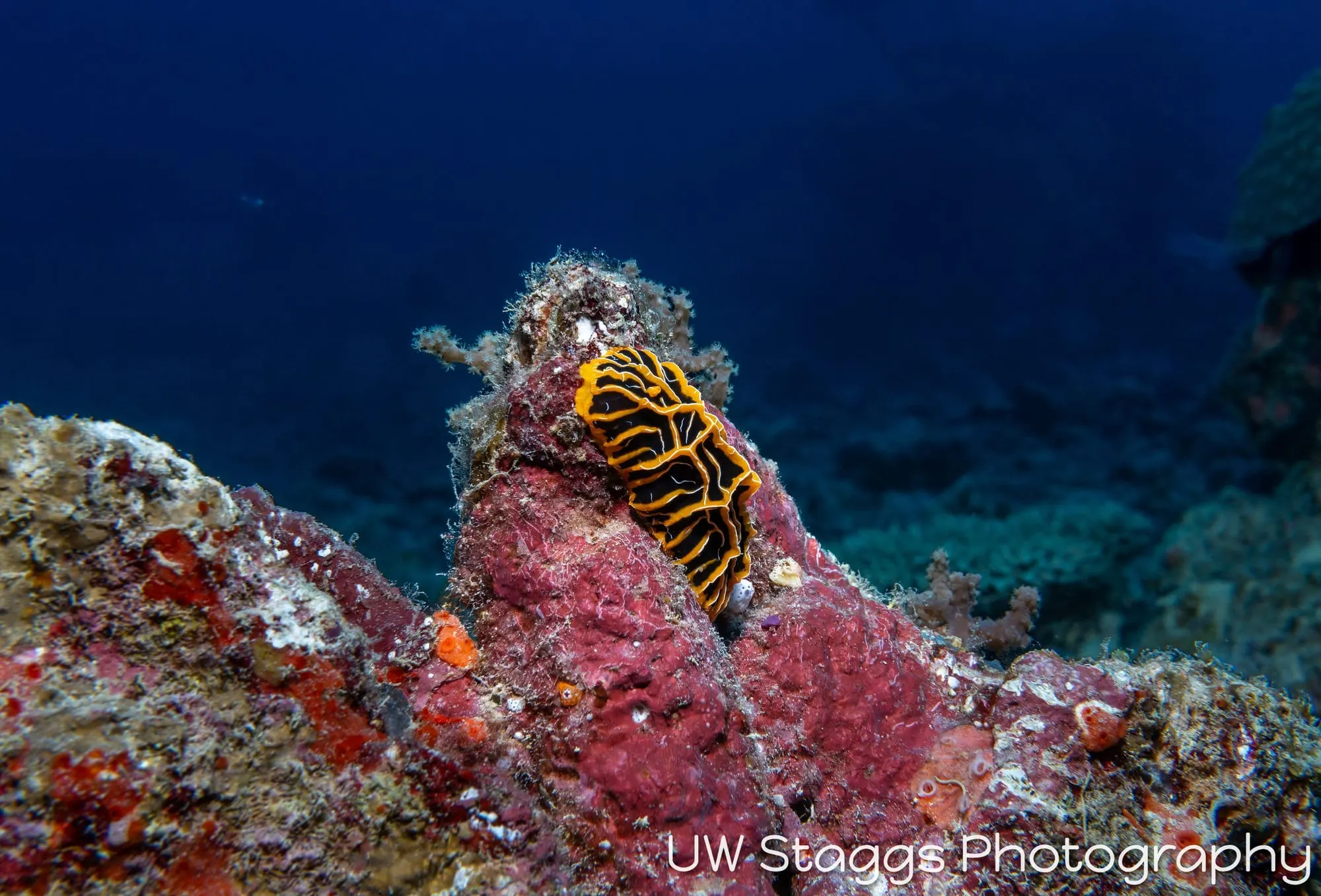 Tunicate — Bligh Waters, Fiji
