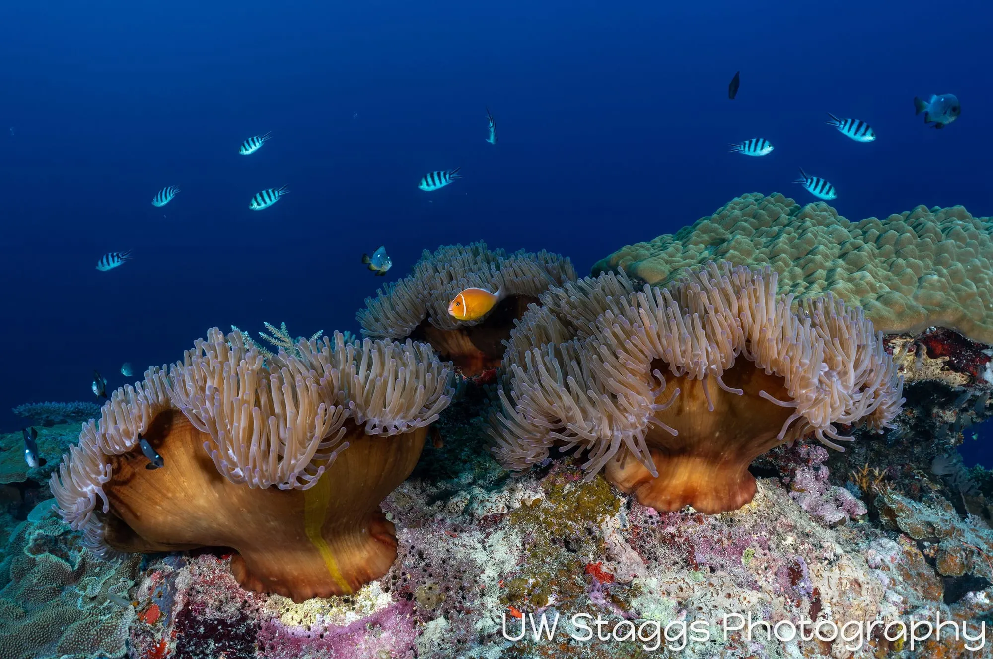 Coral Atoll — Bligh Waters, Fiji