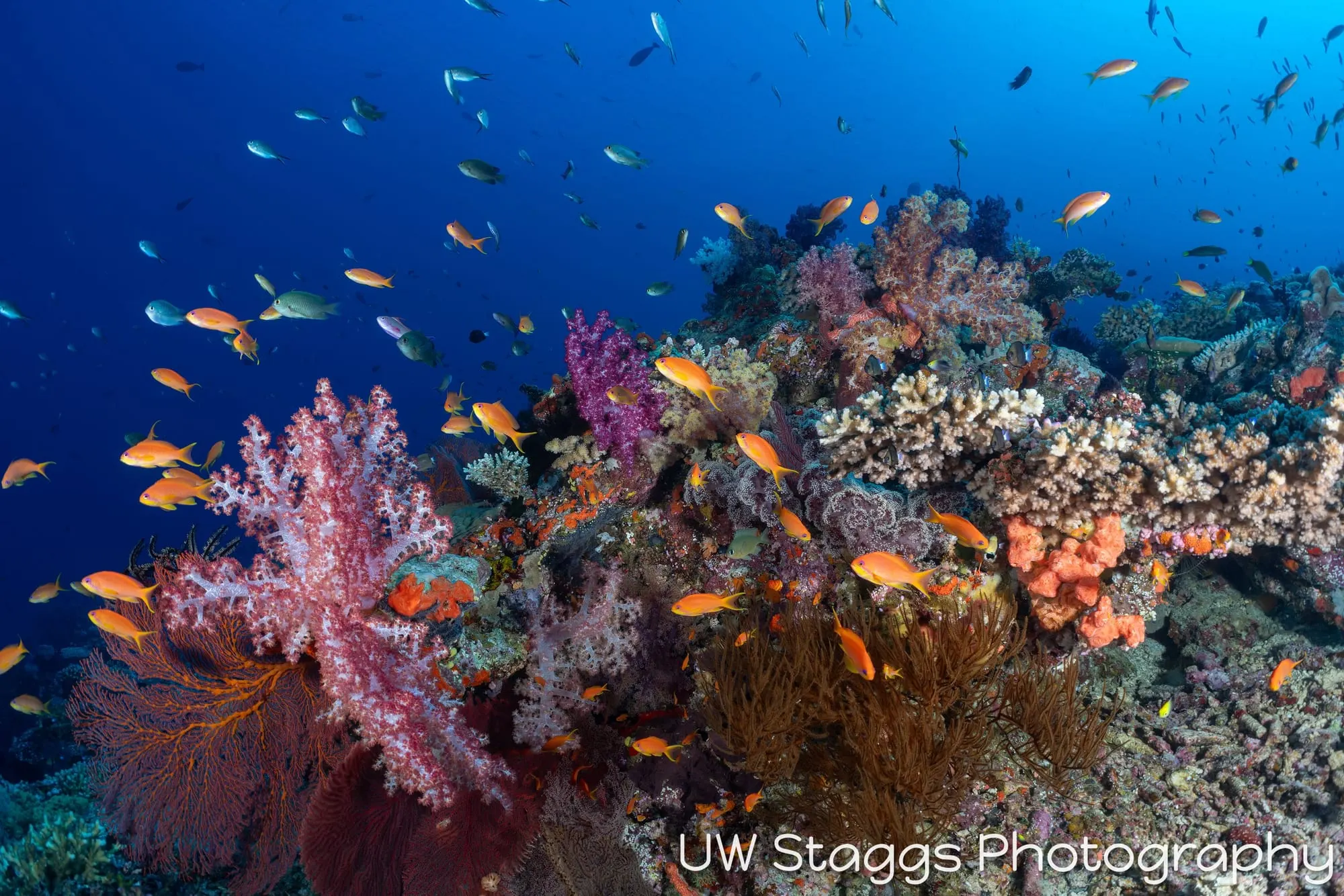 Coral Atoll — Bligh Waters, Fiji