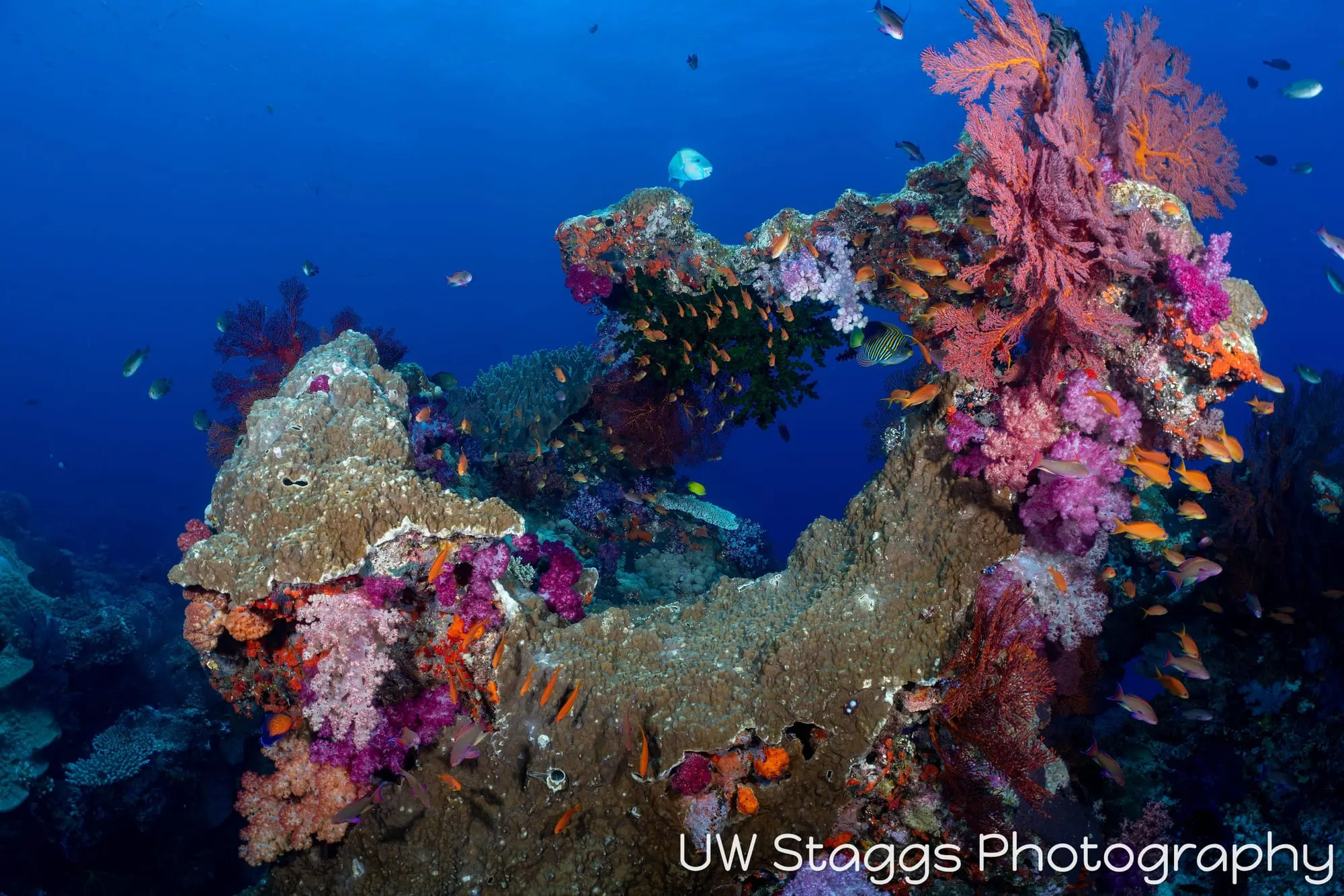 Coral Atoll — Bligh Waters, Fiji