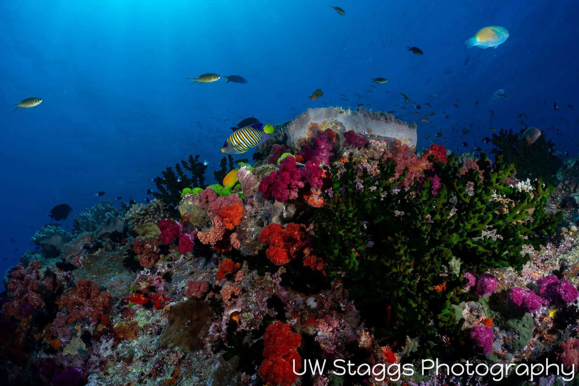 Coral Atoll — Bligh Waters, Fiji
