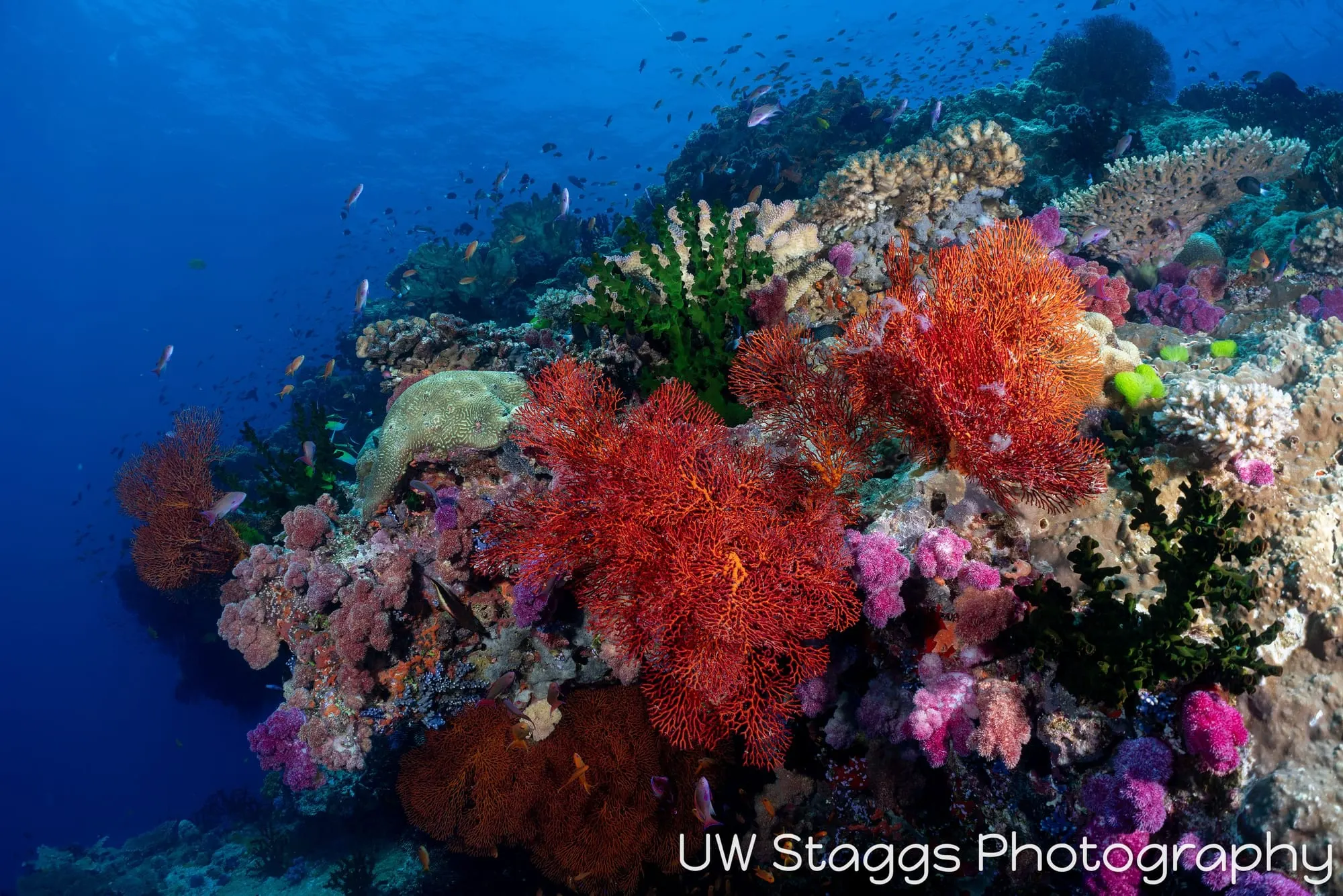 Coral Atoll — Bligh Waters, Fiji