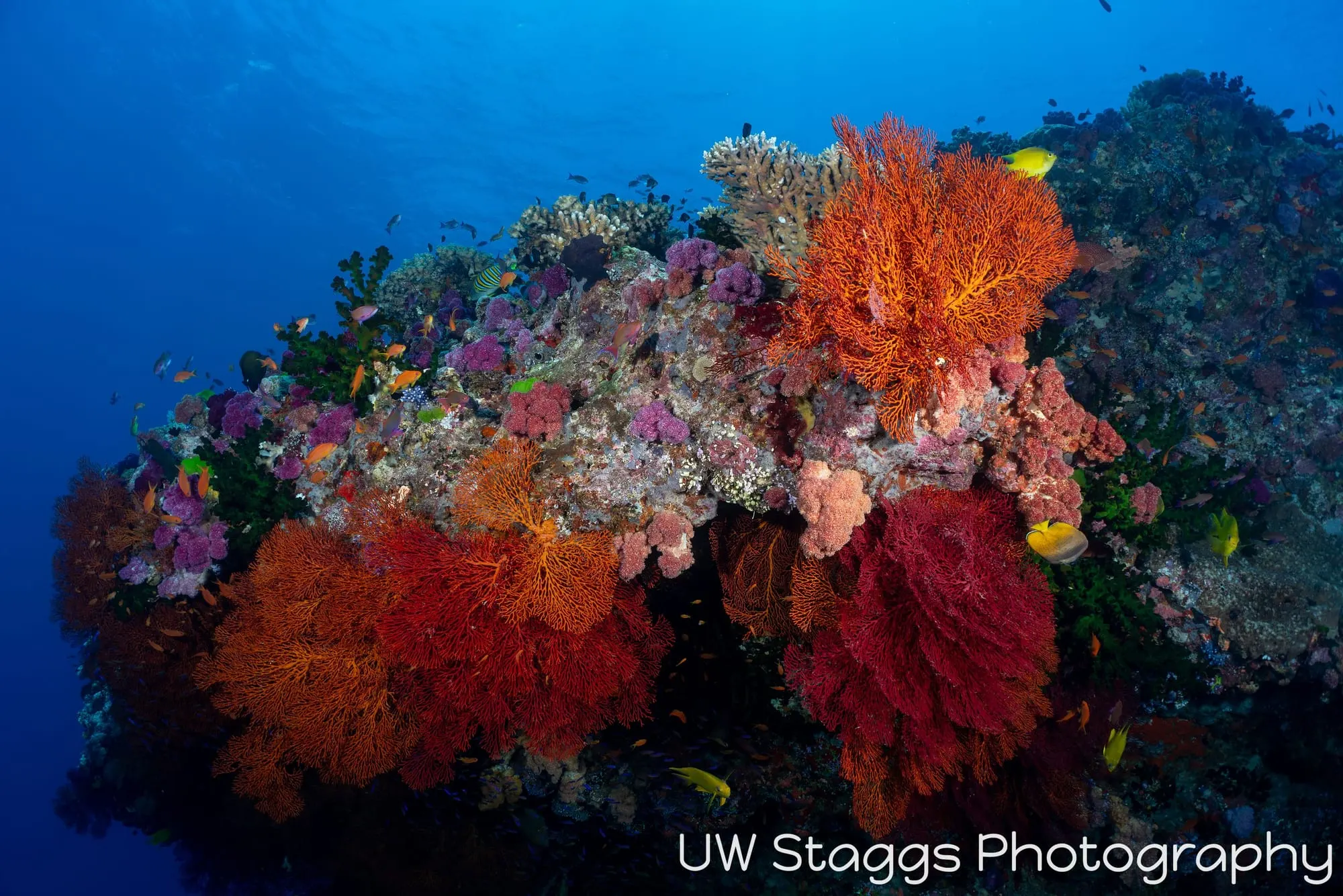 Coral Atoll — Bligh Waters, Fiji