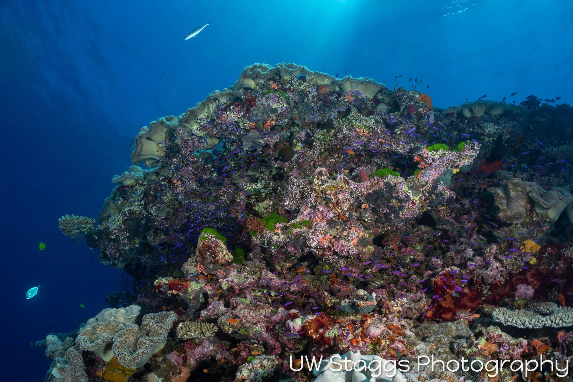 Coral Atoll — Bligh Waters, Fiji