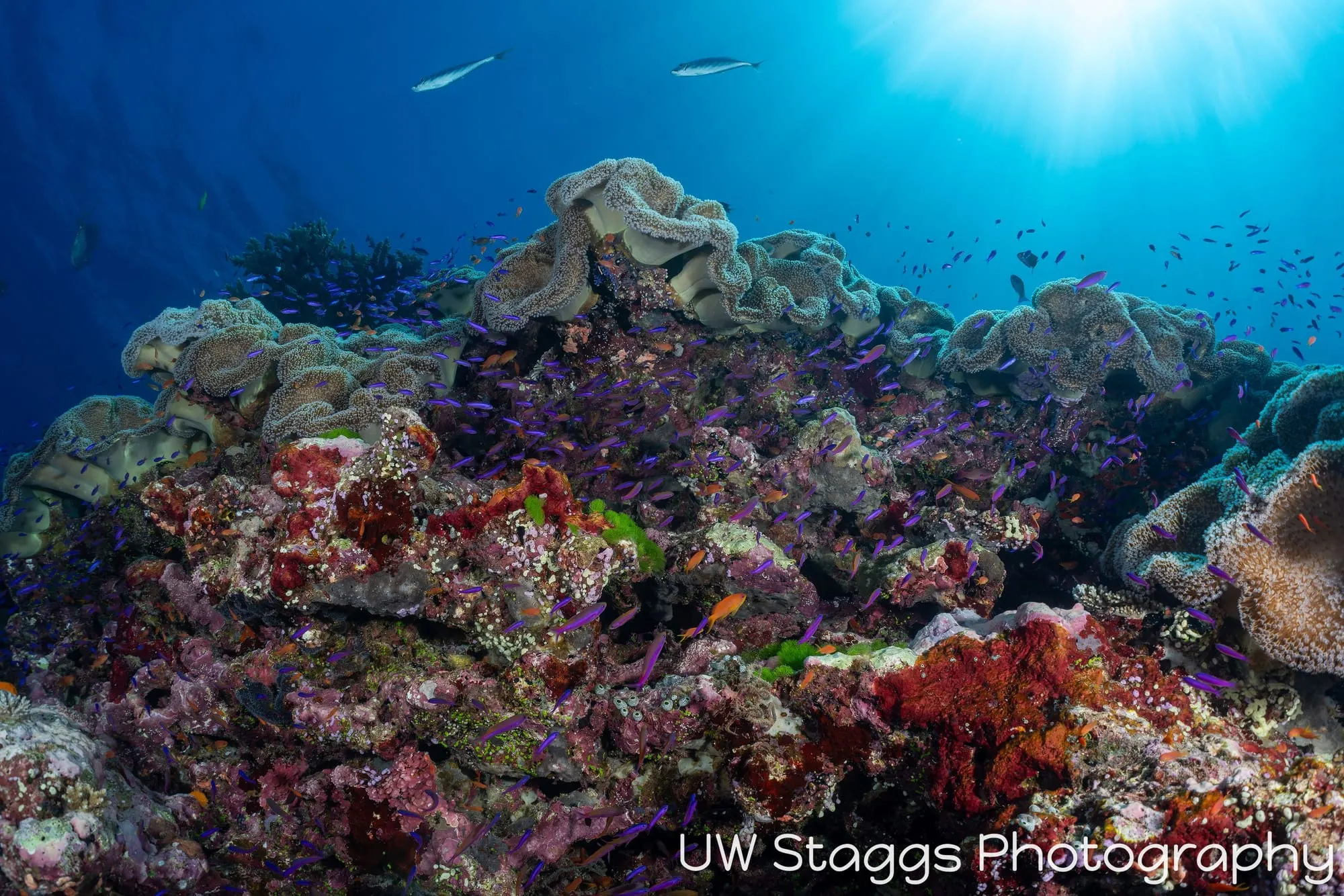 Coral Atoll — Bligh Waters, Fiji