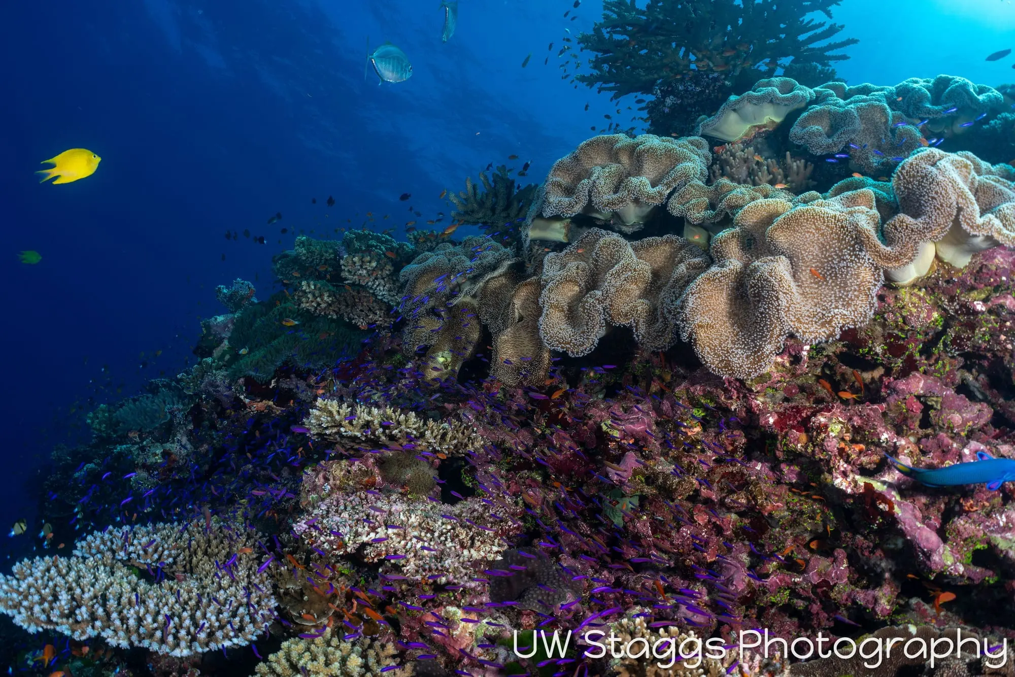 Coral Atoll — Bligh Waters, Fiji