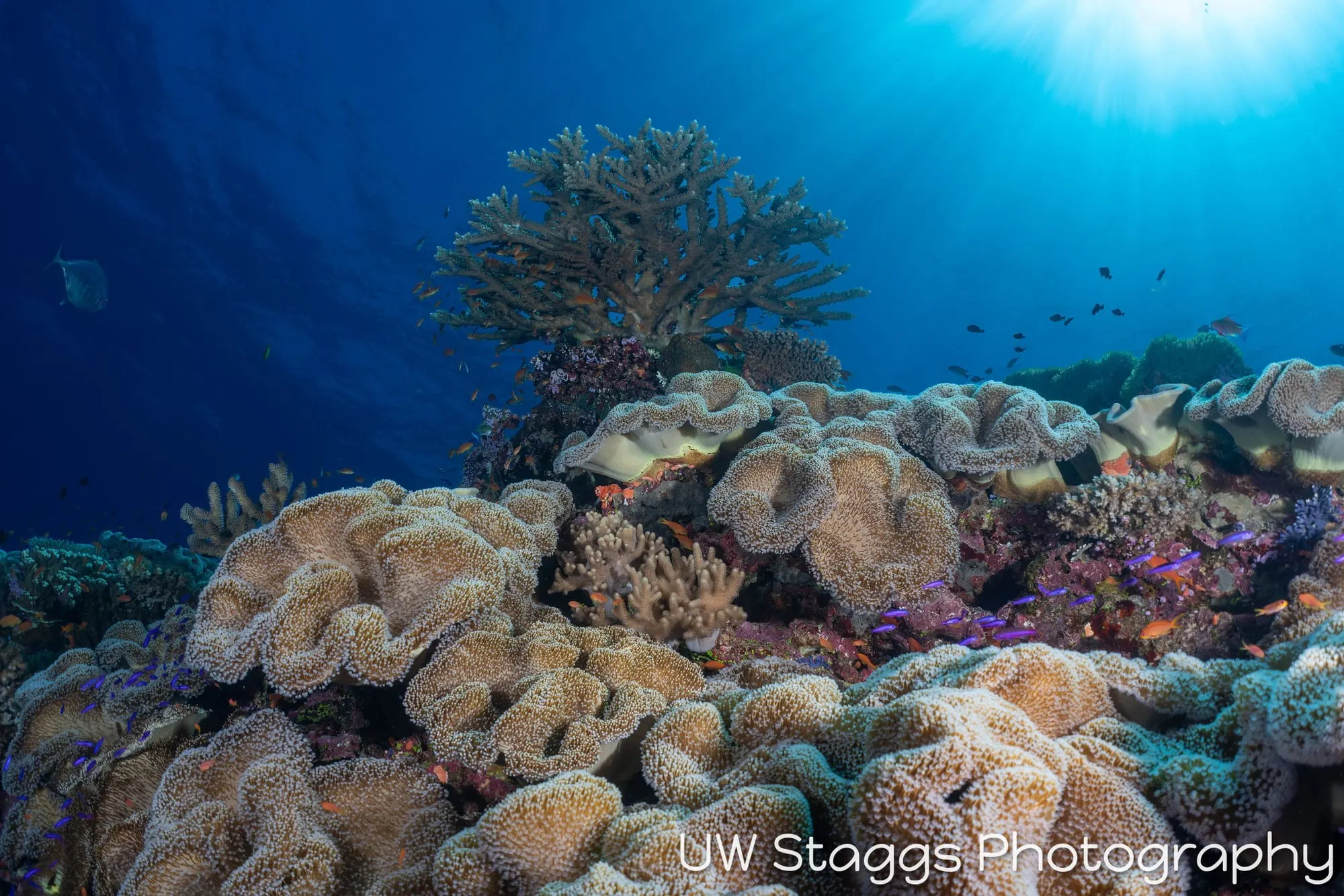 Coral Atoll — Bligh Waters, Fiji