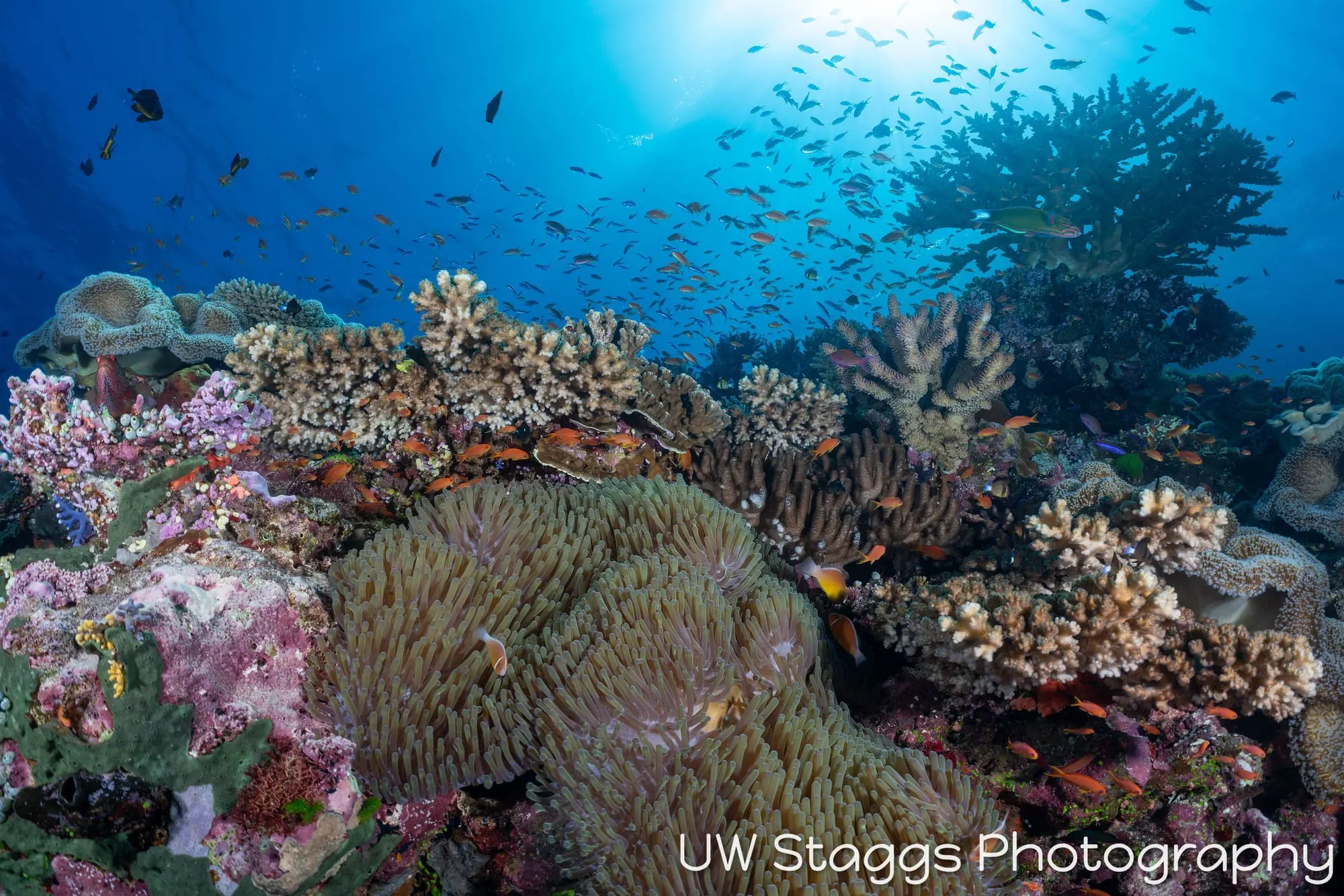 Coral Atoll — Bligh Waters, Fiji