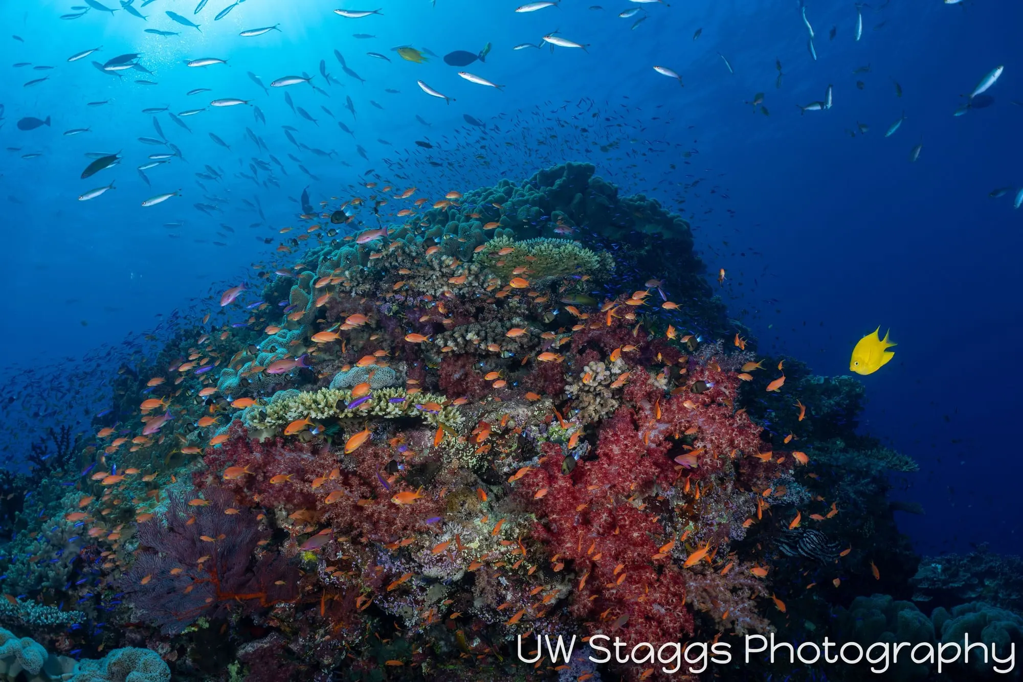 Coral Atoll — Bligh Waters, Fiji