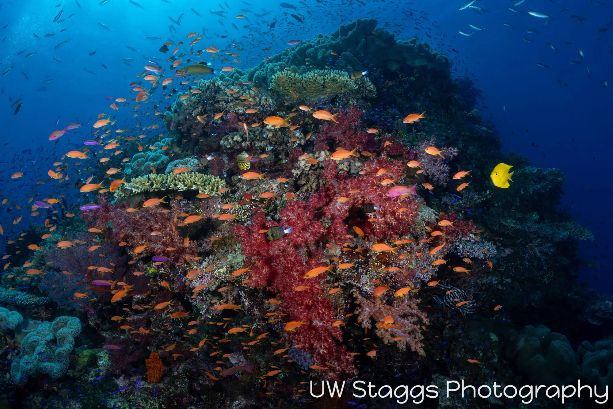 Coral Atoll — Bligh Waters, Fiji