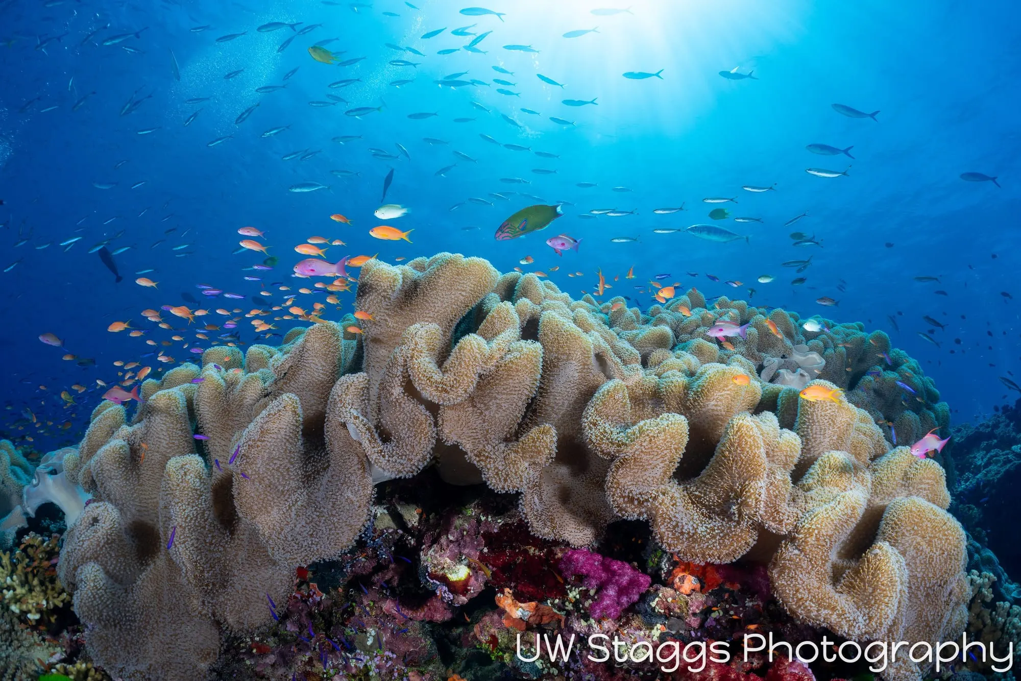 Coral Atoll — Bligh Waters, Fiji