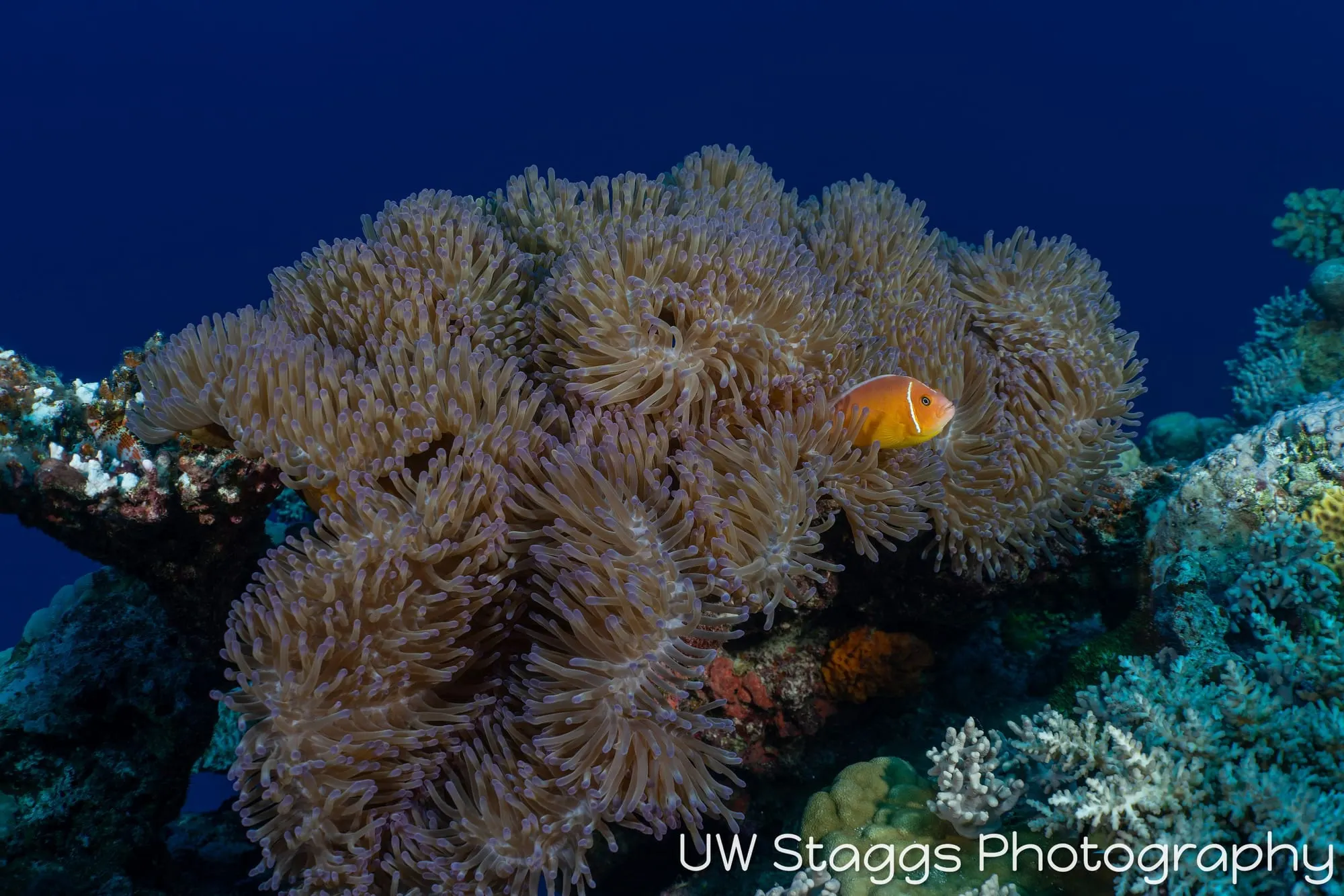 Coral Atoll — Bligh Waters, Fiji