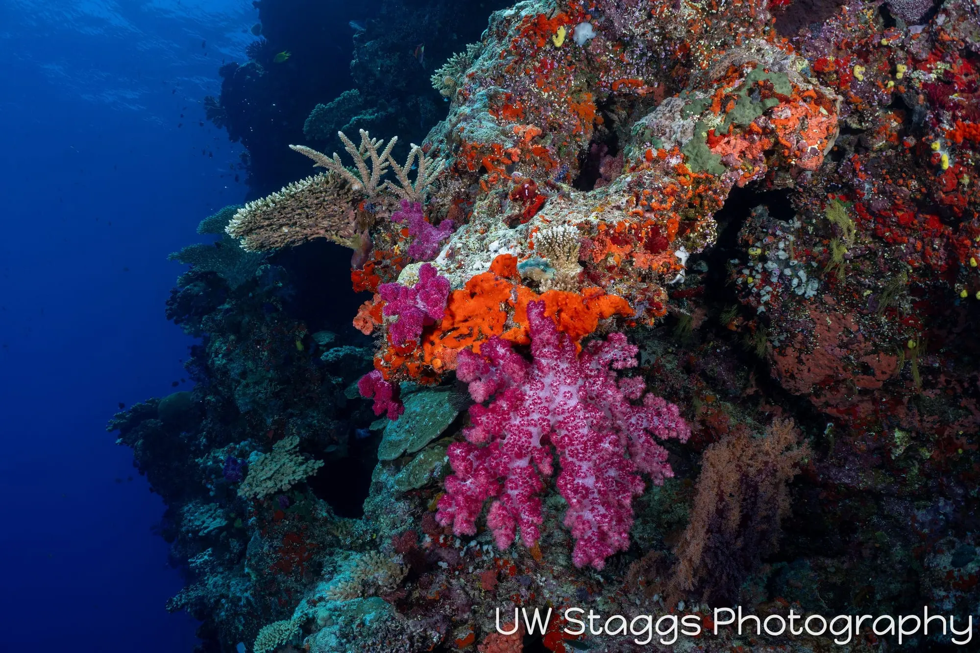 Coral Atoll — Bligh Waters, Fiji
