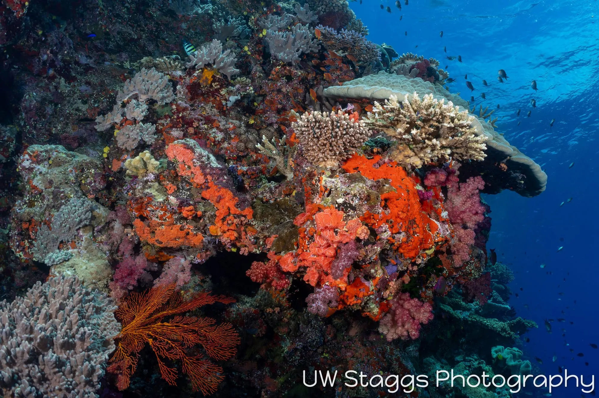 Coral Atoll — Bligh Waters, Fiji