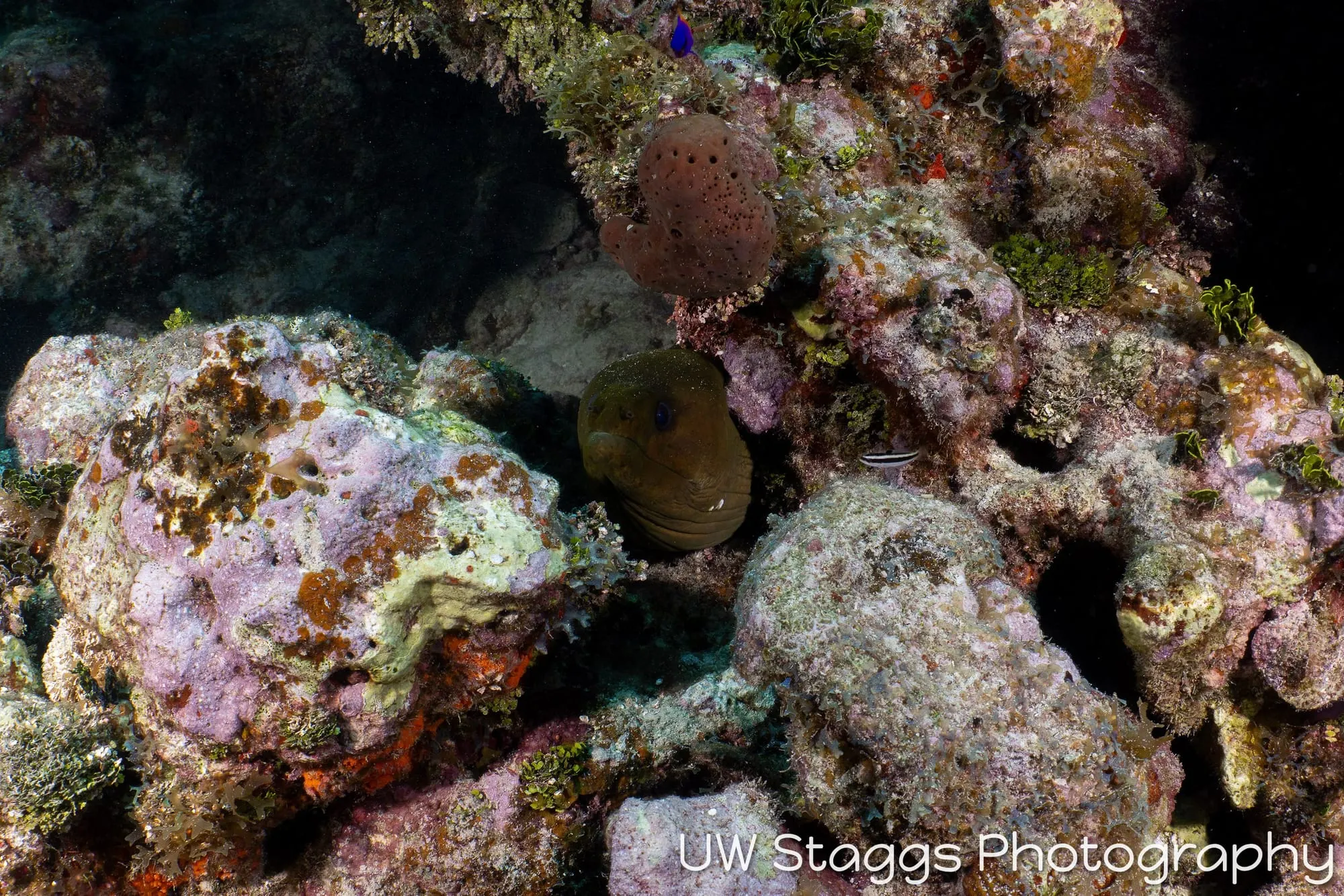 Tunicate — Gardens of the Queen, Cuba