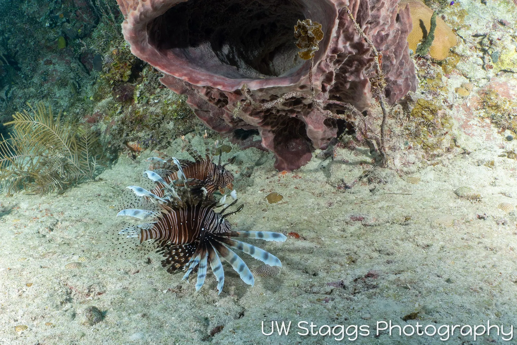 Lionfish — Gardens of the Queen, Cuba