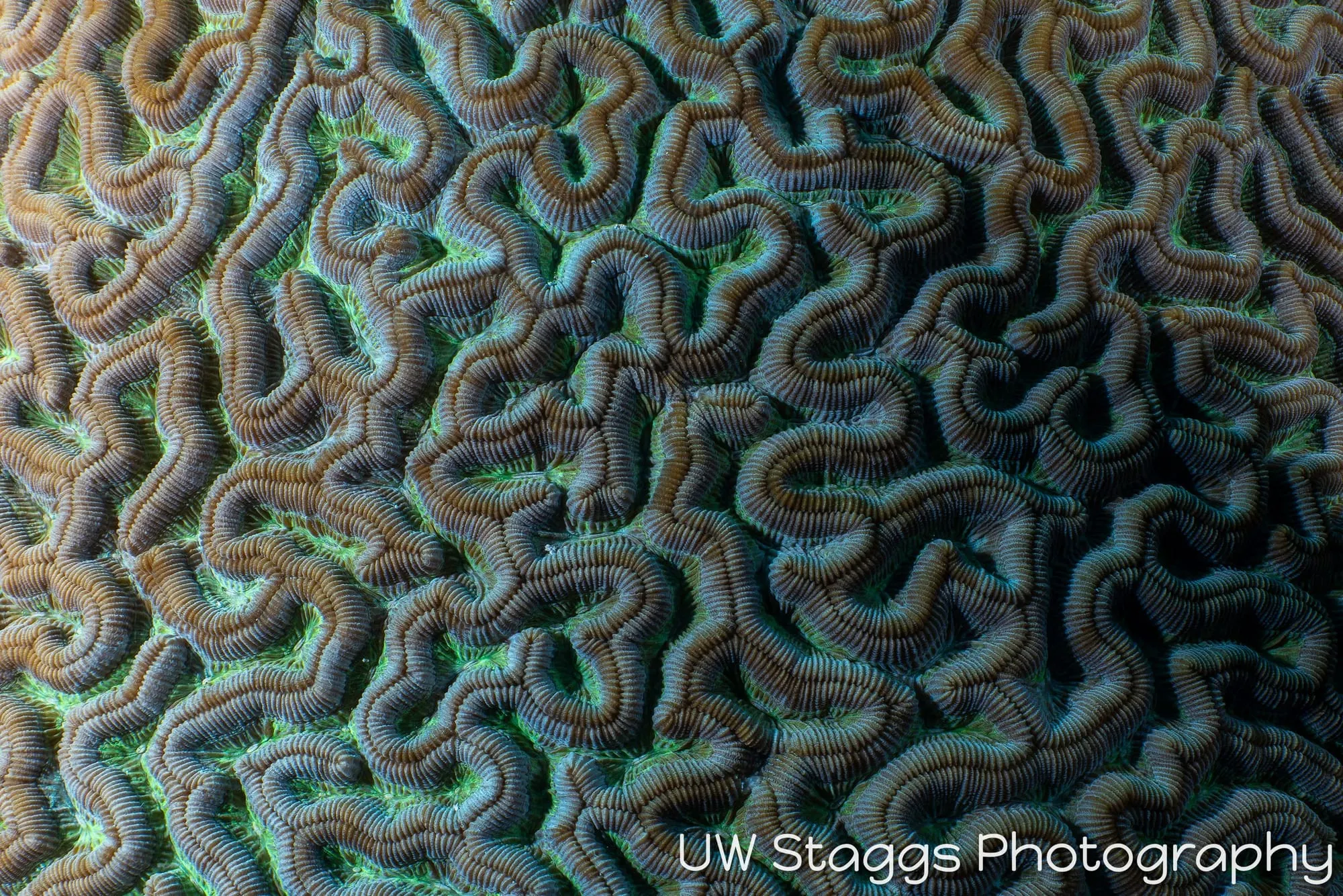 Reef Scene — Gardens of the Queen, Cuba